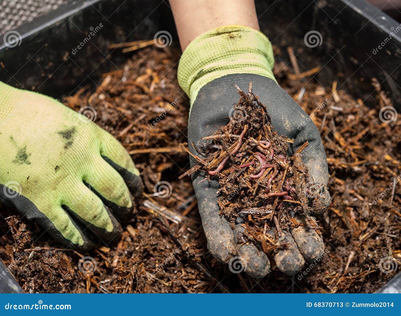 Worm Bedding Stock Photos - Free & Royalty-Free Stock Photos from