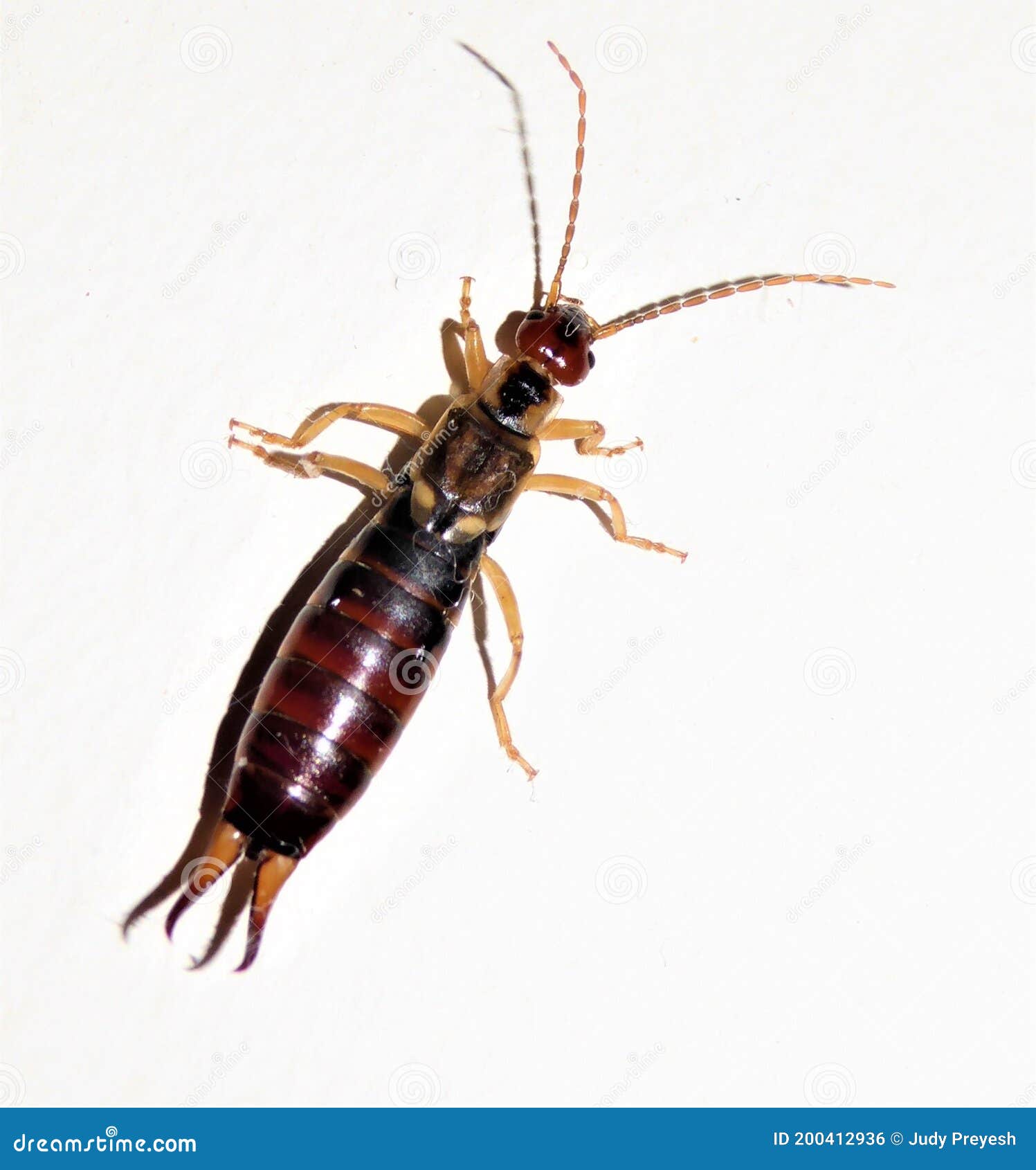 Earwig stock photo. Image of dermaptera, white, earwig 200412936