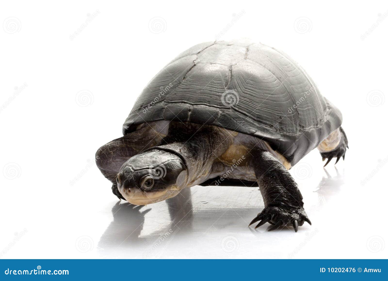 East African Black Mud Turtle Royalty Free Stock Image - Image: 10202476