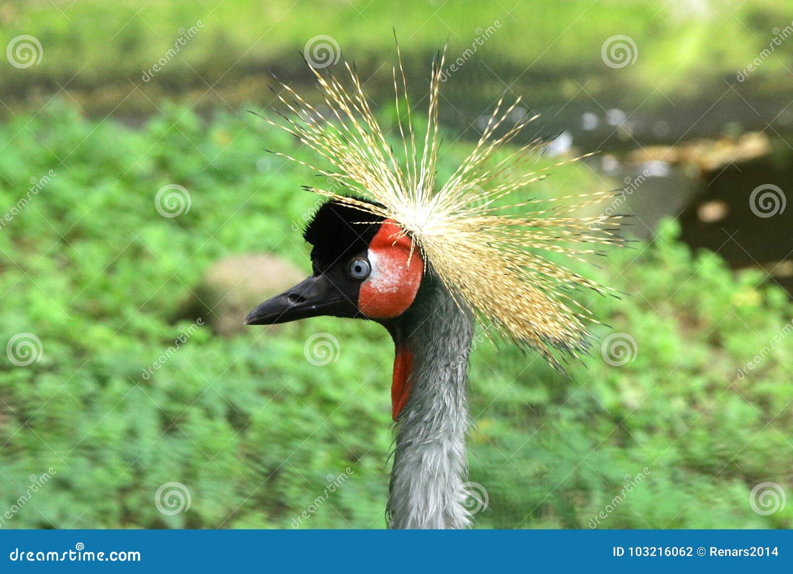 East African Crowned Crane Balearica regulorum gibbericeps wild bird