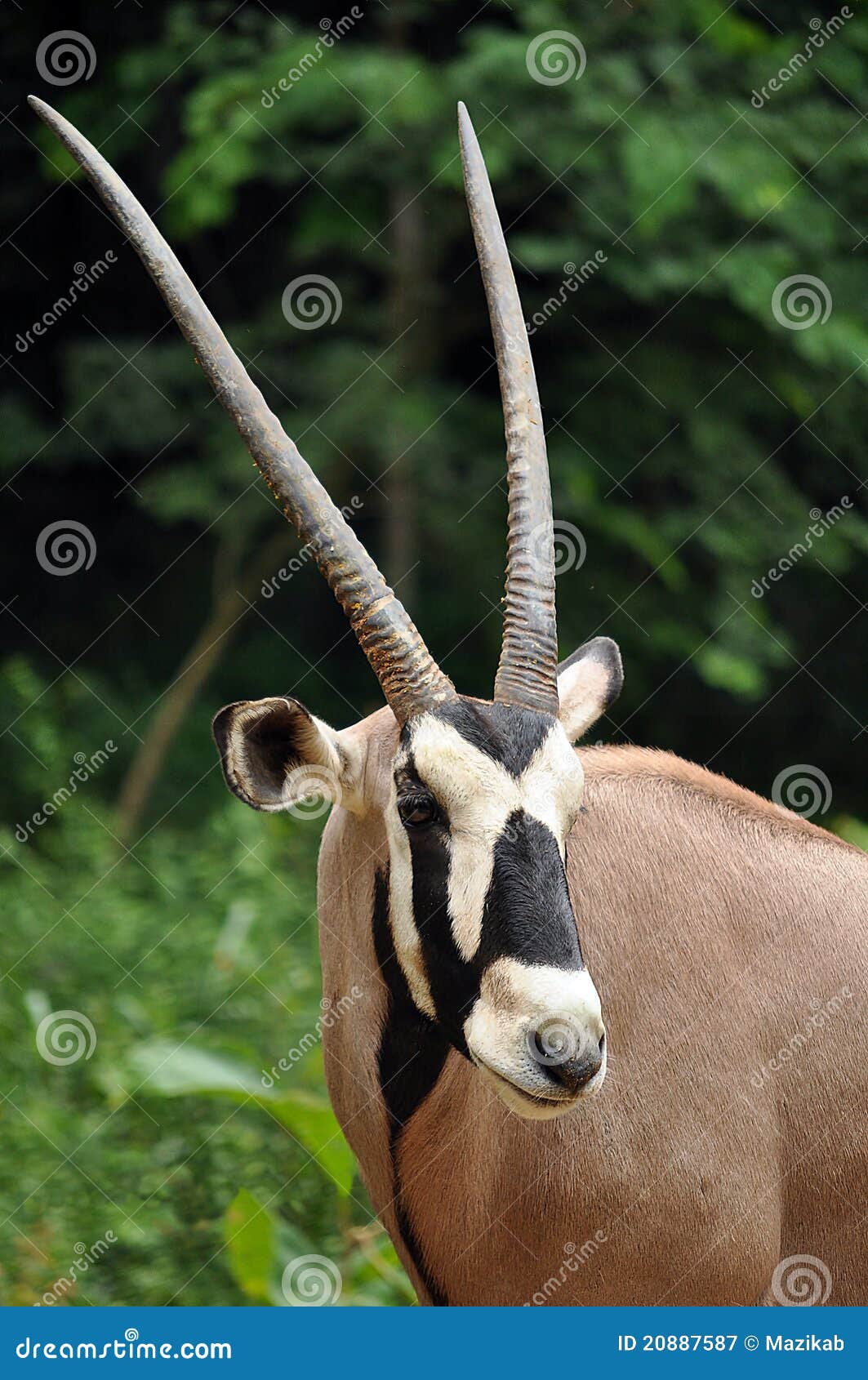 East African Oryx stock image. Image of long, herbivore - 20887587