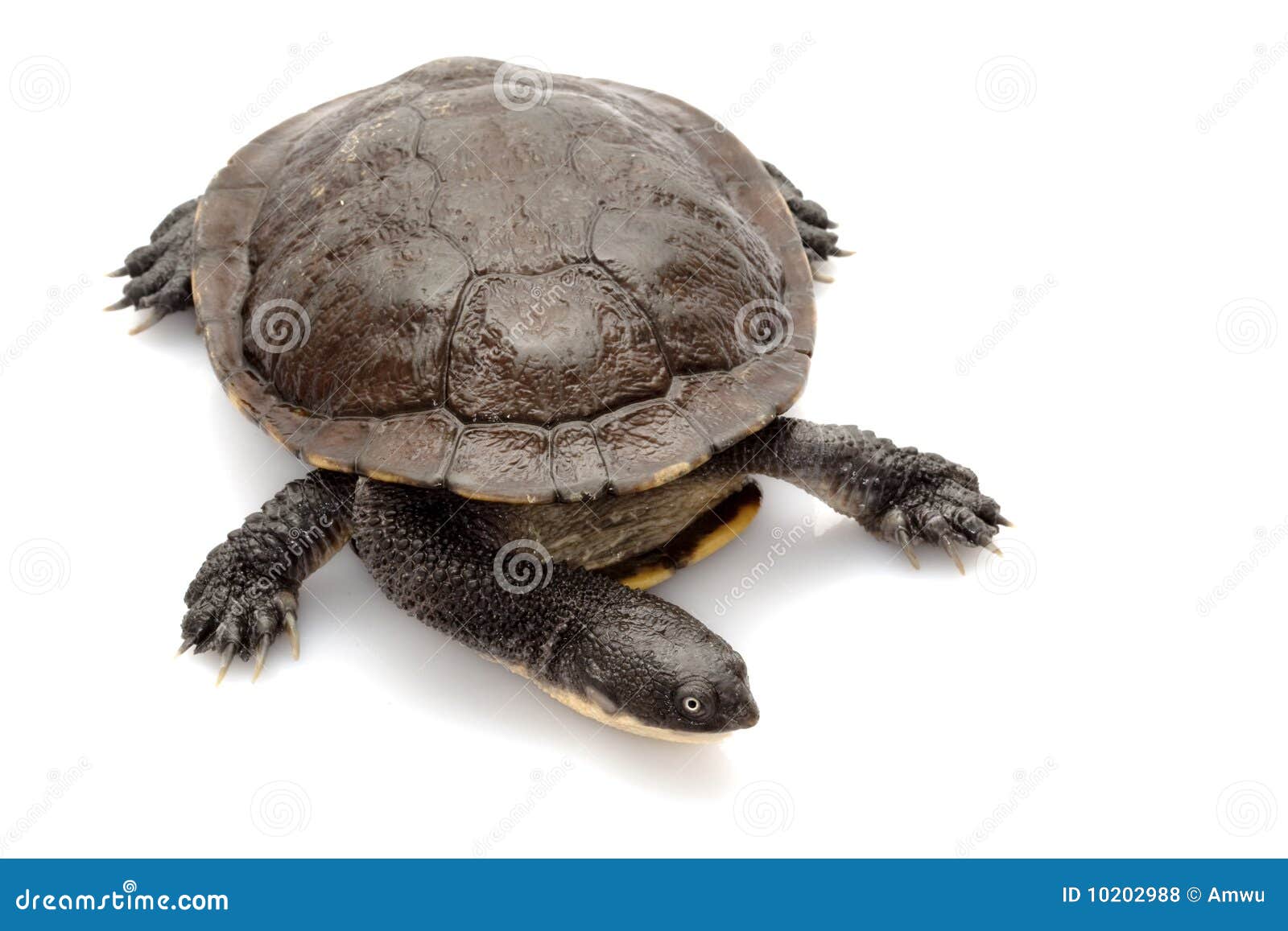 East snake-necked turtle stock photo. Image of beauty - 10202988