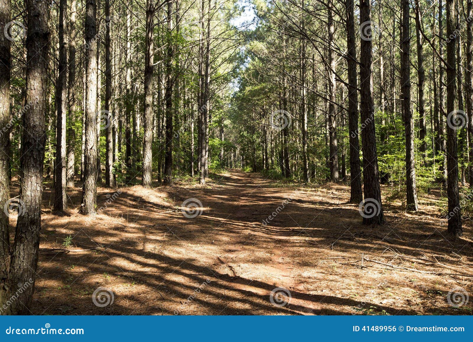 East Texas Forest Stock Photo Image 41489956