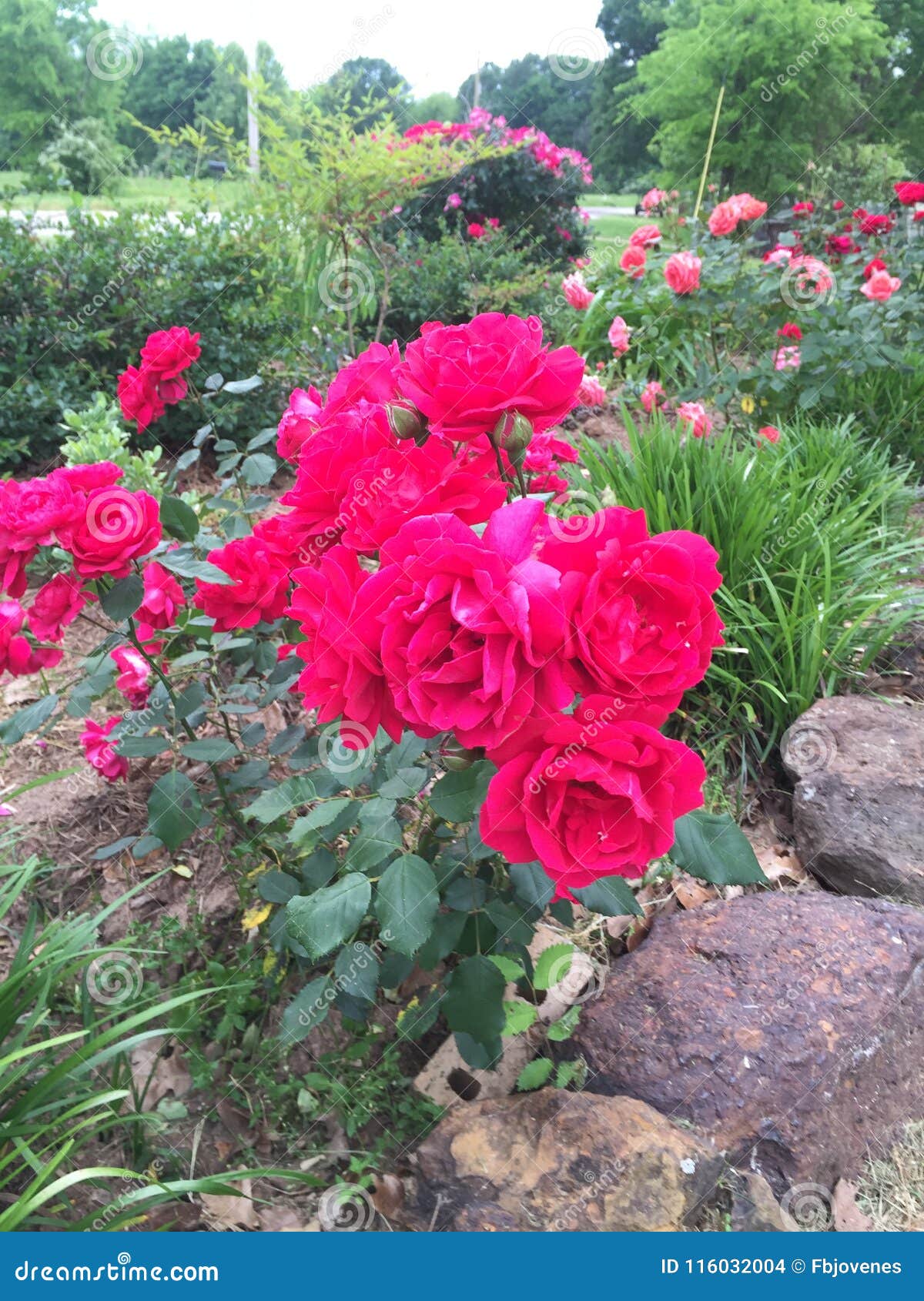 East Texas Rose Boolms of the Spring Stock Photo Image of garden