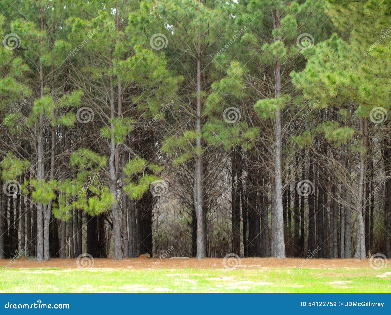 east texas trees