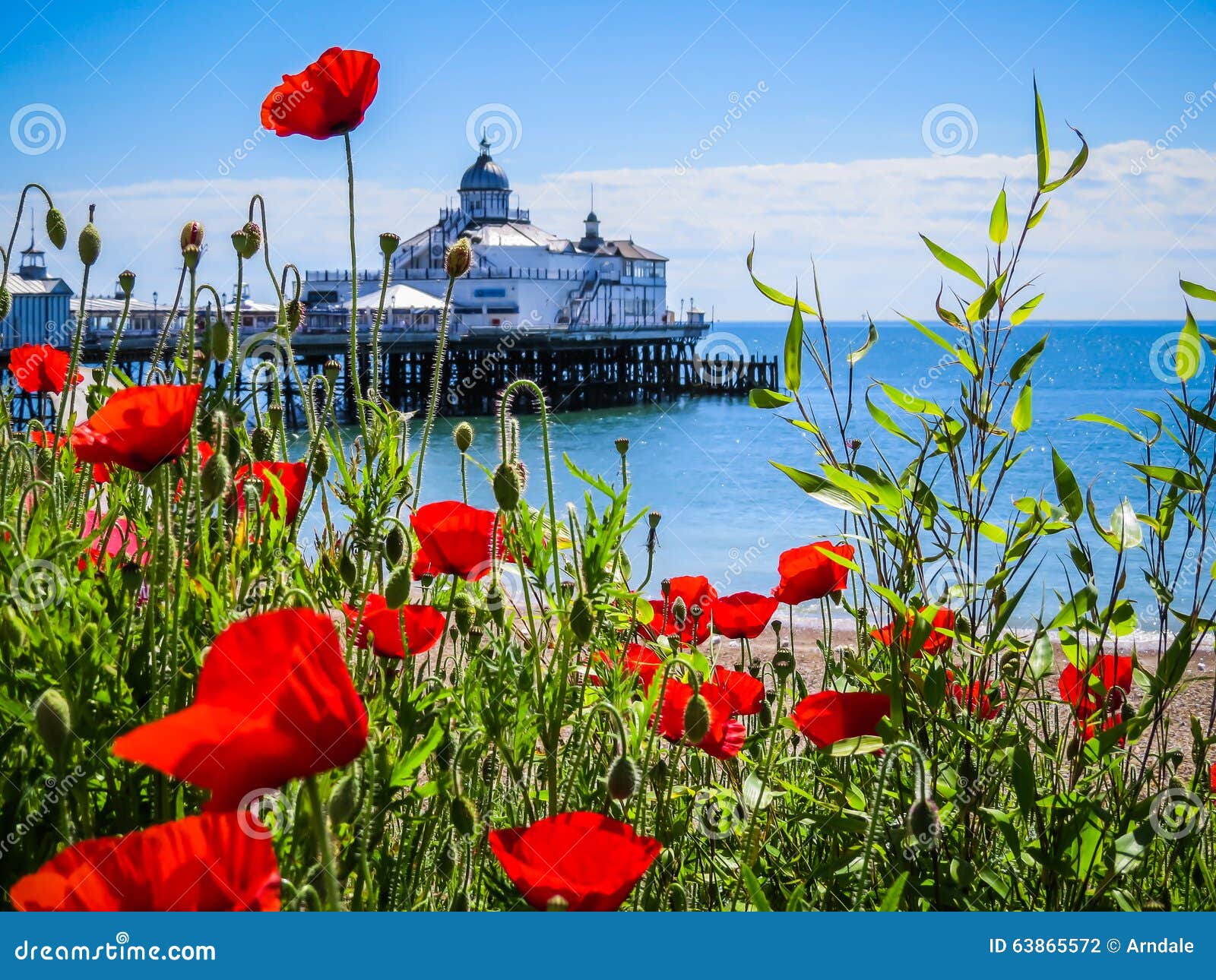 Eastbourne S Pier and Poppies Stock Photo Image of seafront, nature