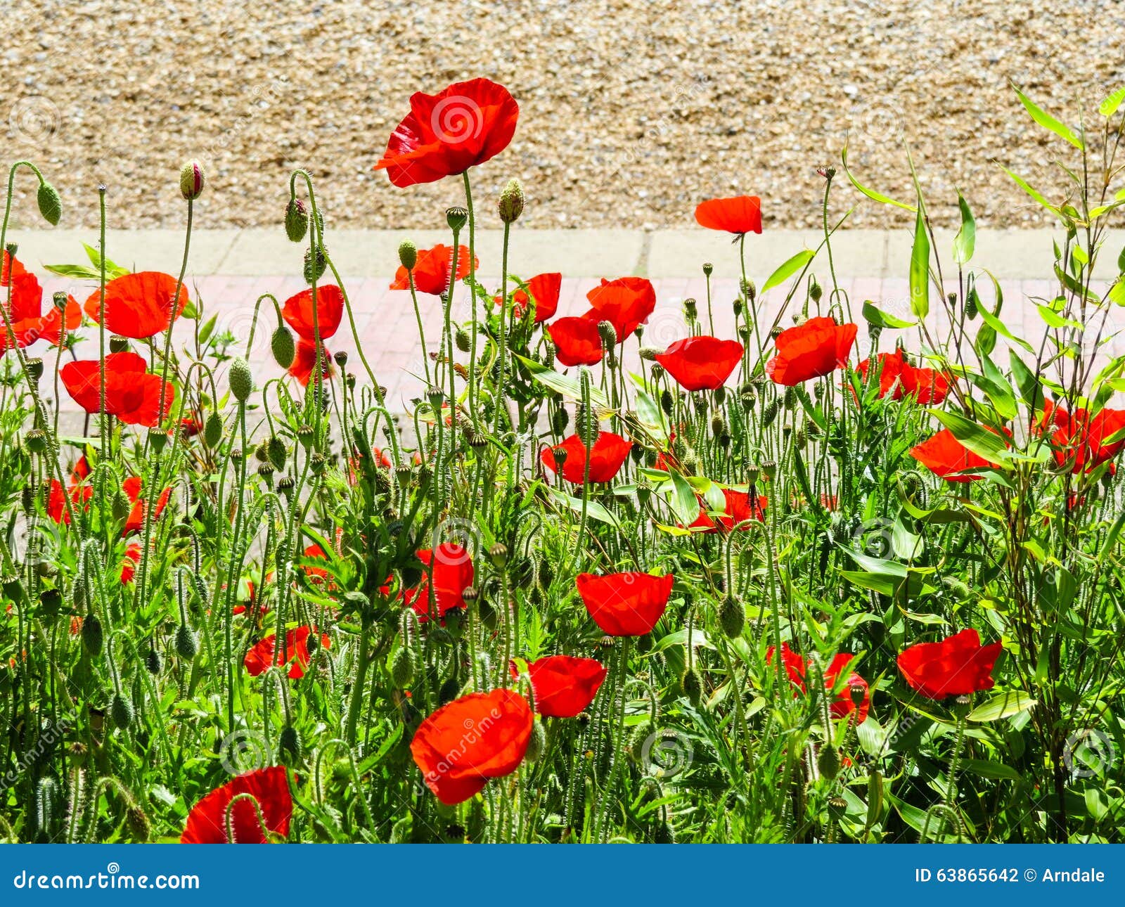 Eastbourne s poppies stock photo. Image of flowers, summer 63865642