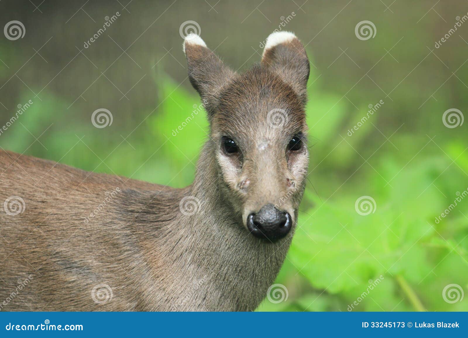 Tufted Deer Female
