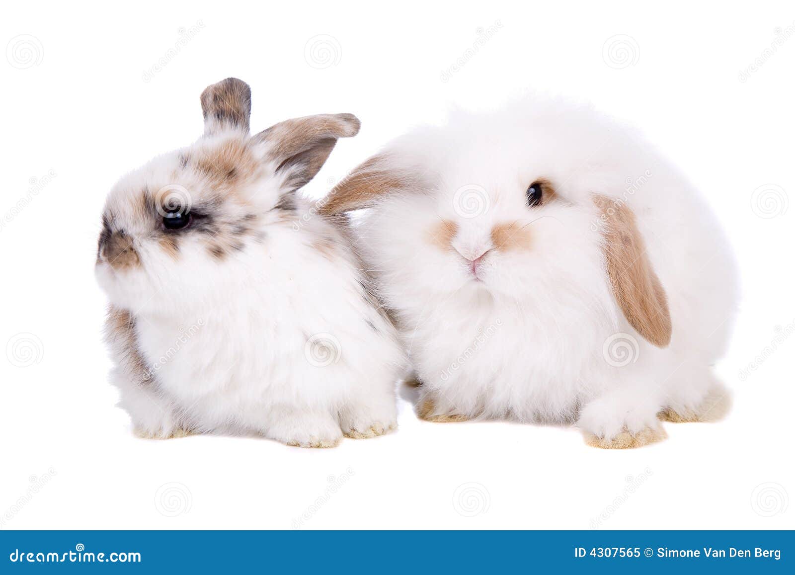 easter baby bunnies