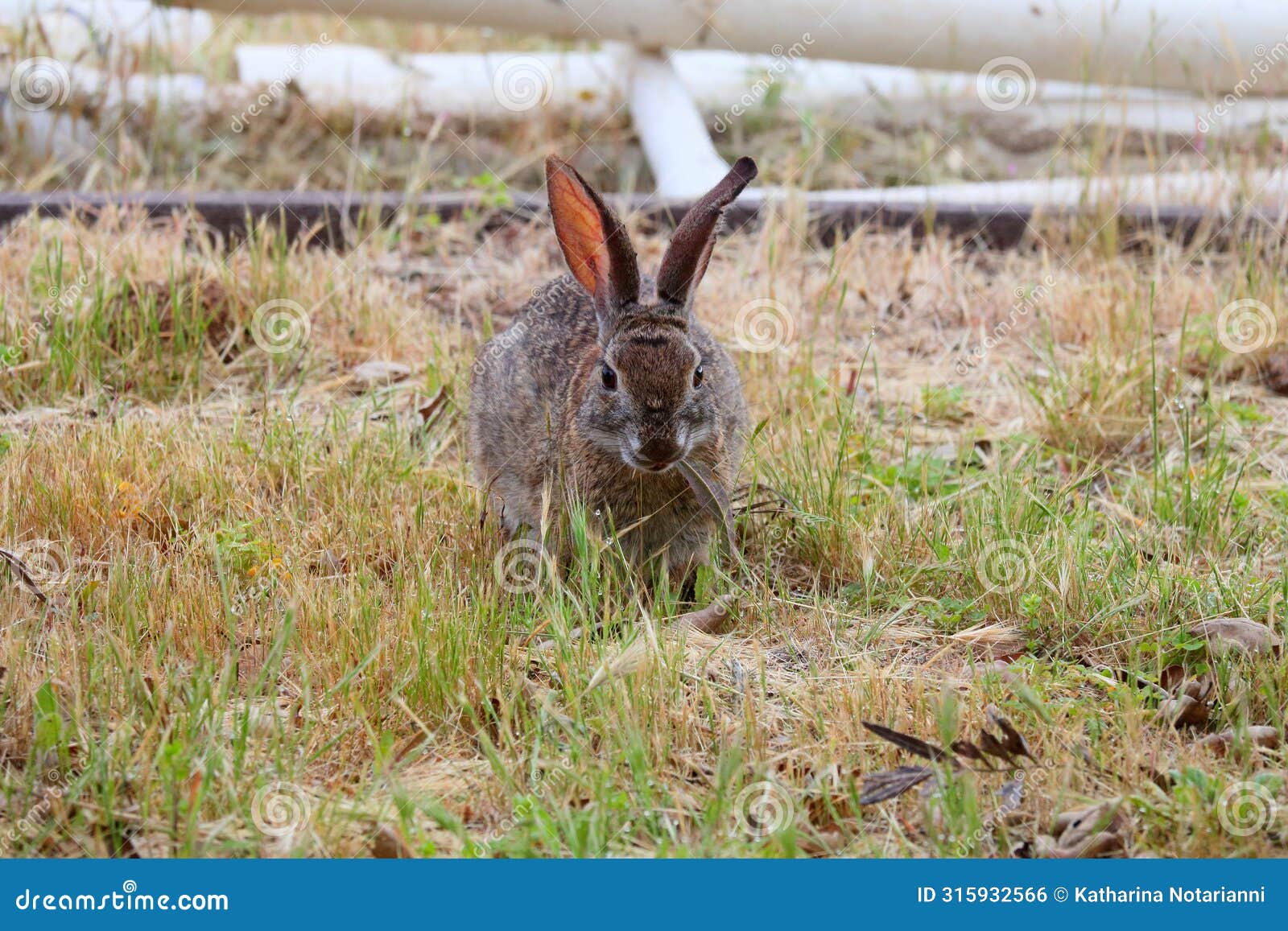 california wildlife series - desert cottontail rabbit - sylvilagus audubonii
