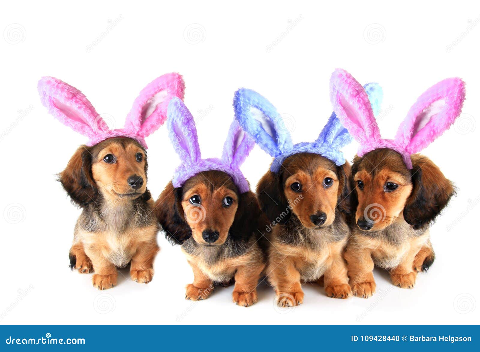 easter dachshund