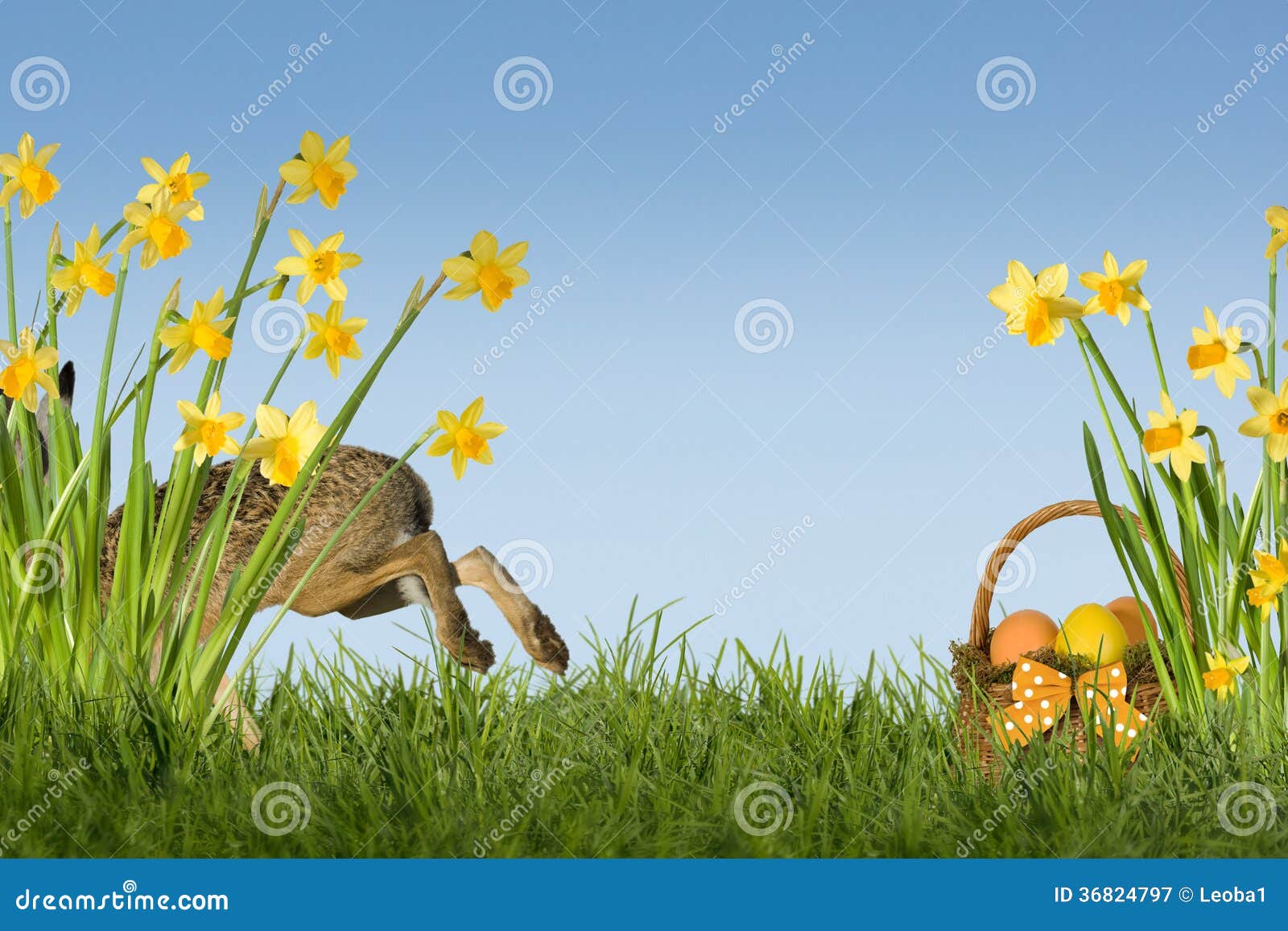 Easter Bunny with Daffodils Stock Image Image of rabbit, hare 36824797