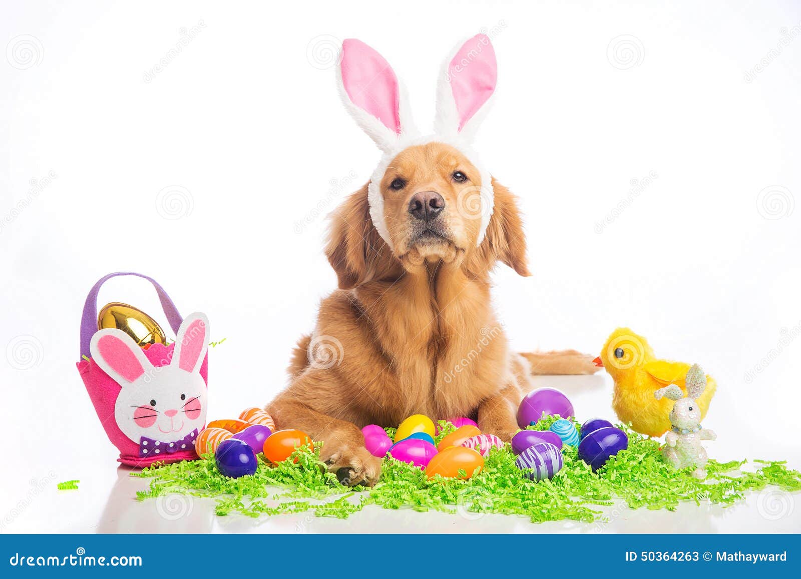 Easter bunny dog stock image. Image of delivering, bunny 50364263