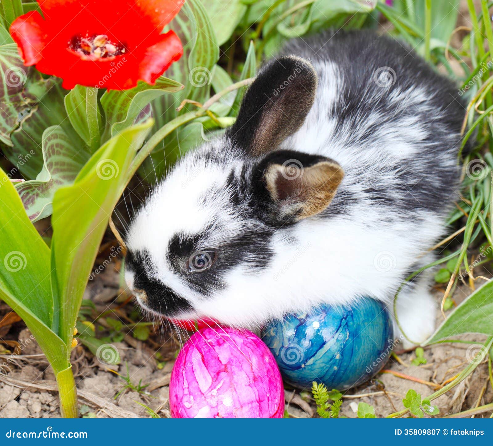 Easter Bunny stock image. Image of colorful, easter, brown - 35809807