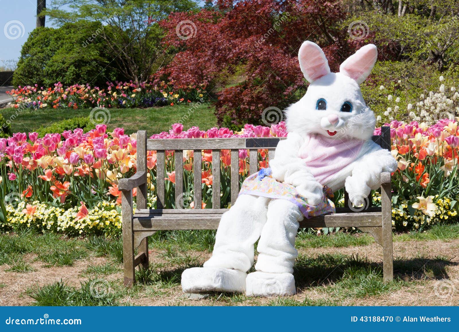 easter bunny with tulips