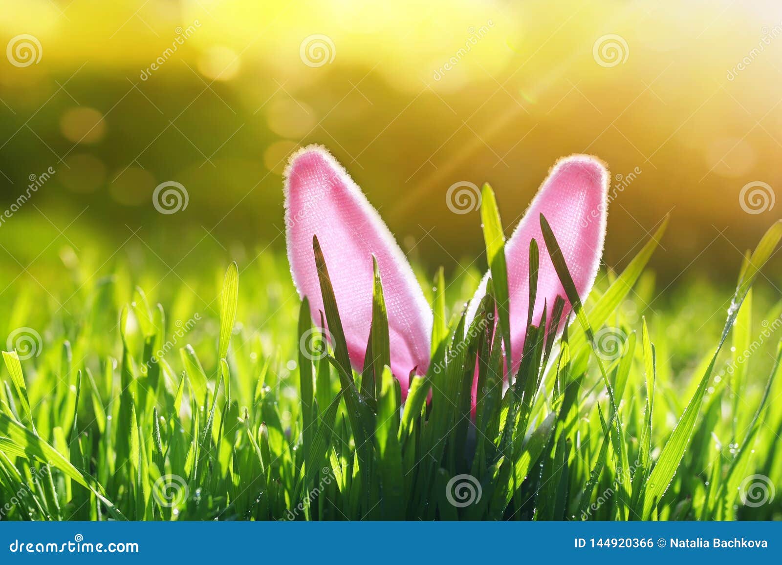 easter card with merry funny rabbit pink ears protrude from green grass on a sunny spring bright meadow