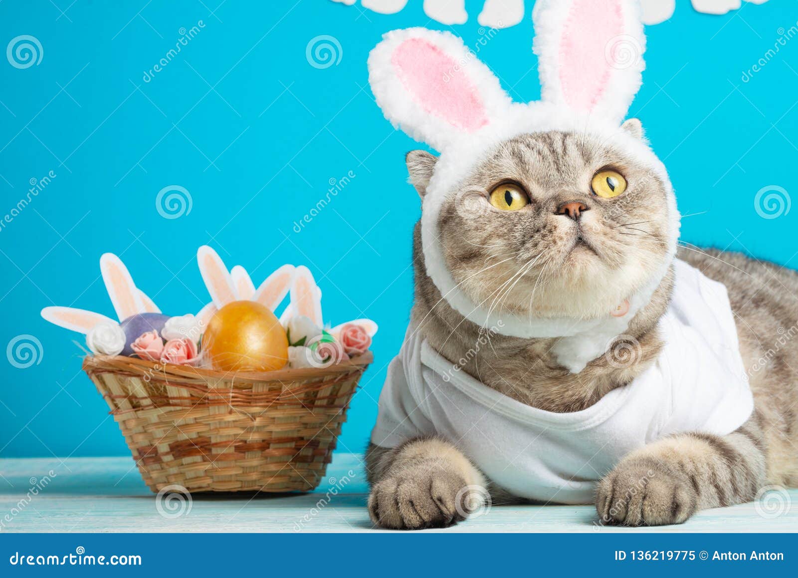 Easter Cat with Bunny Ears with Easter Eggs. Cute Kitten Stock Image