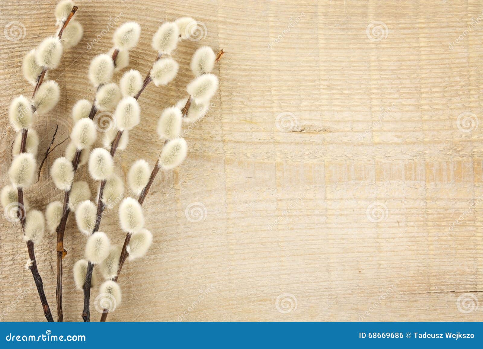 Easter Catkins on Wooden Plank Stock Photo Image of willow, bunch