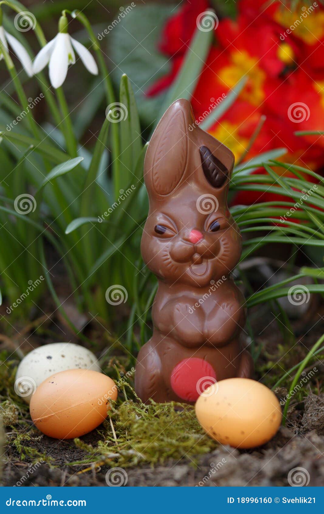 Easter chocolate Bunny stock photo. Image of garden, life 18996160