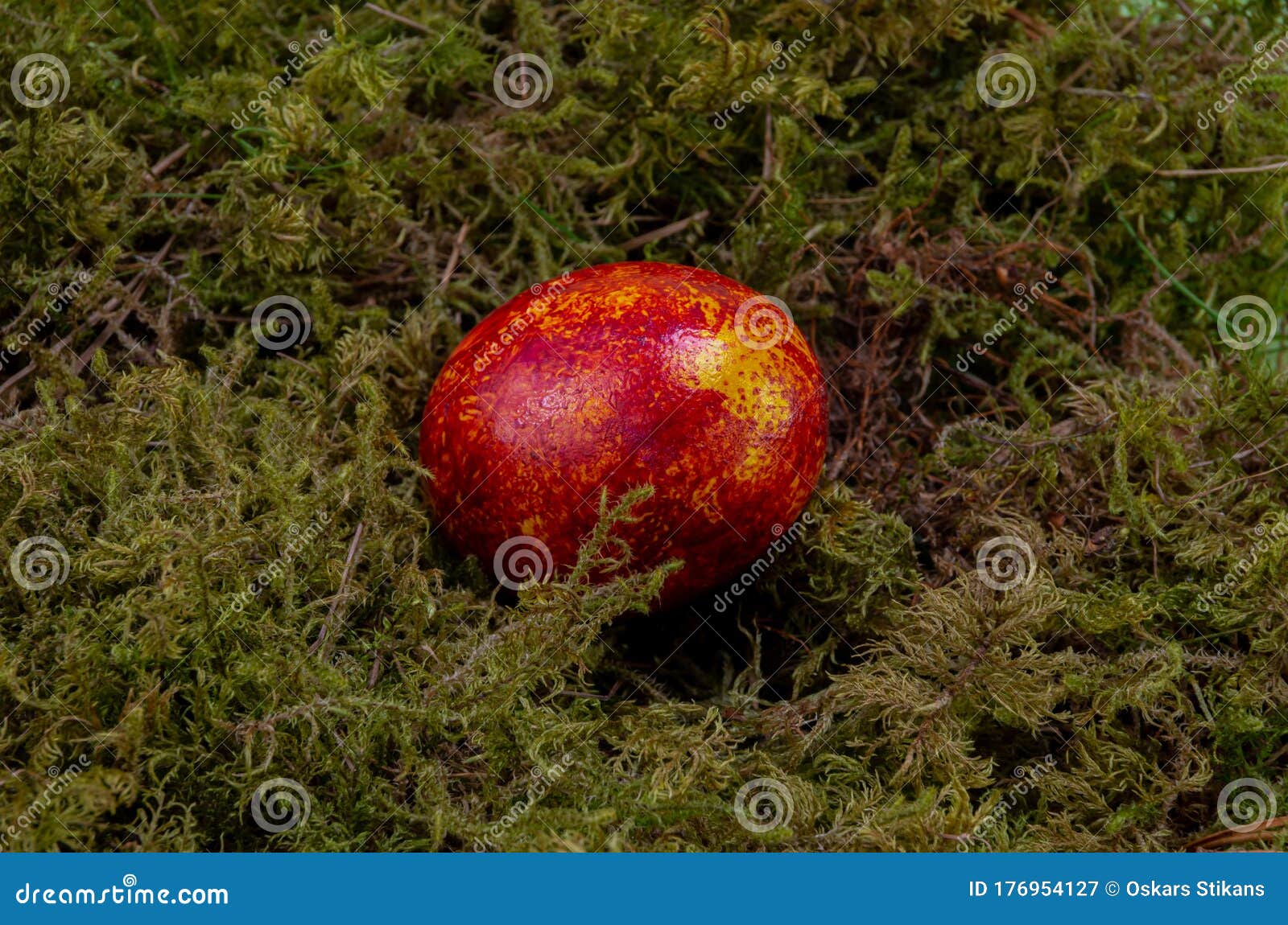 Easter Colored Egg on Green Moss, Red with Yellow Color Stock Image