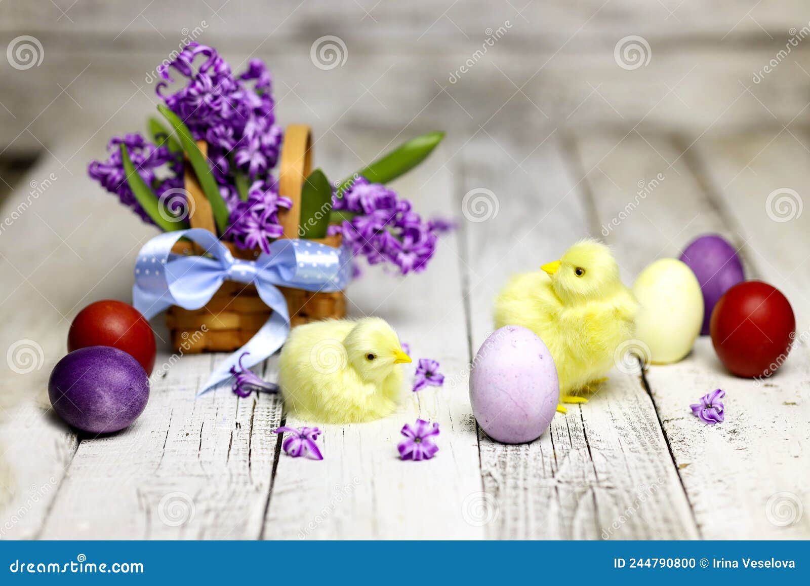 Easter Composition with Chikens, Eggs and Hyacinth Spring Flowers in