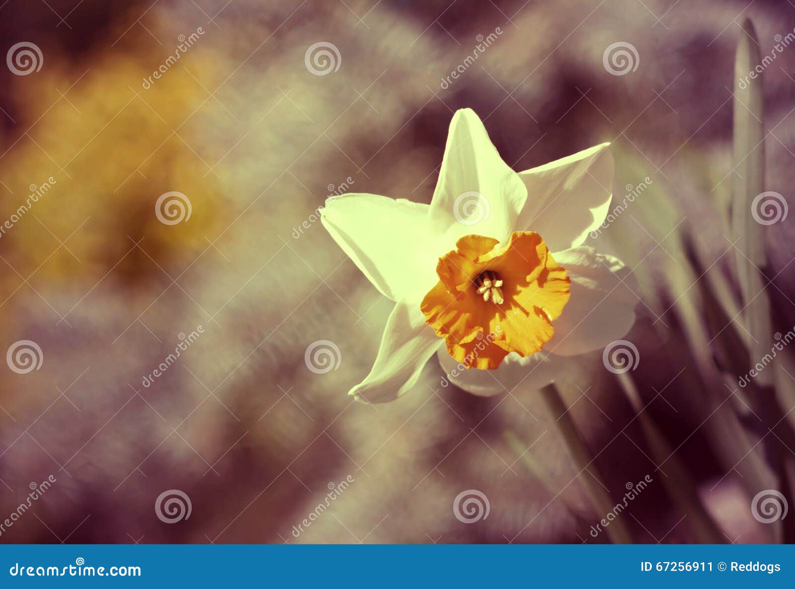 Easter daffodil flower stock image. Image of yellow, space 67256911