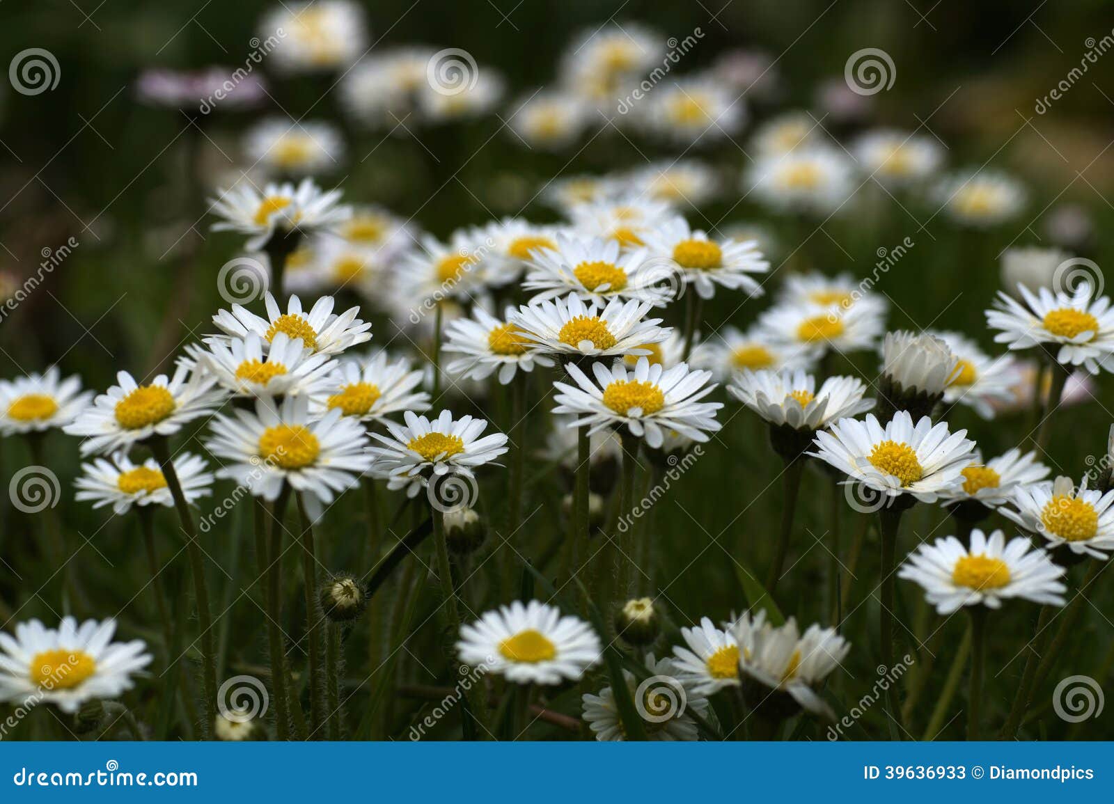 Easter daisies stock image. Image of easter, vacation 39636933