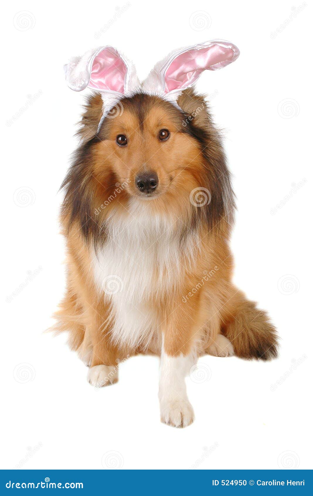 1,424 Dog Lassie Stock Photos - Free & Royalty-Free Stock Photos from  Dreamstime