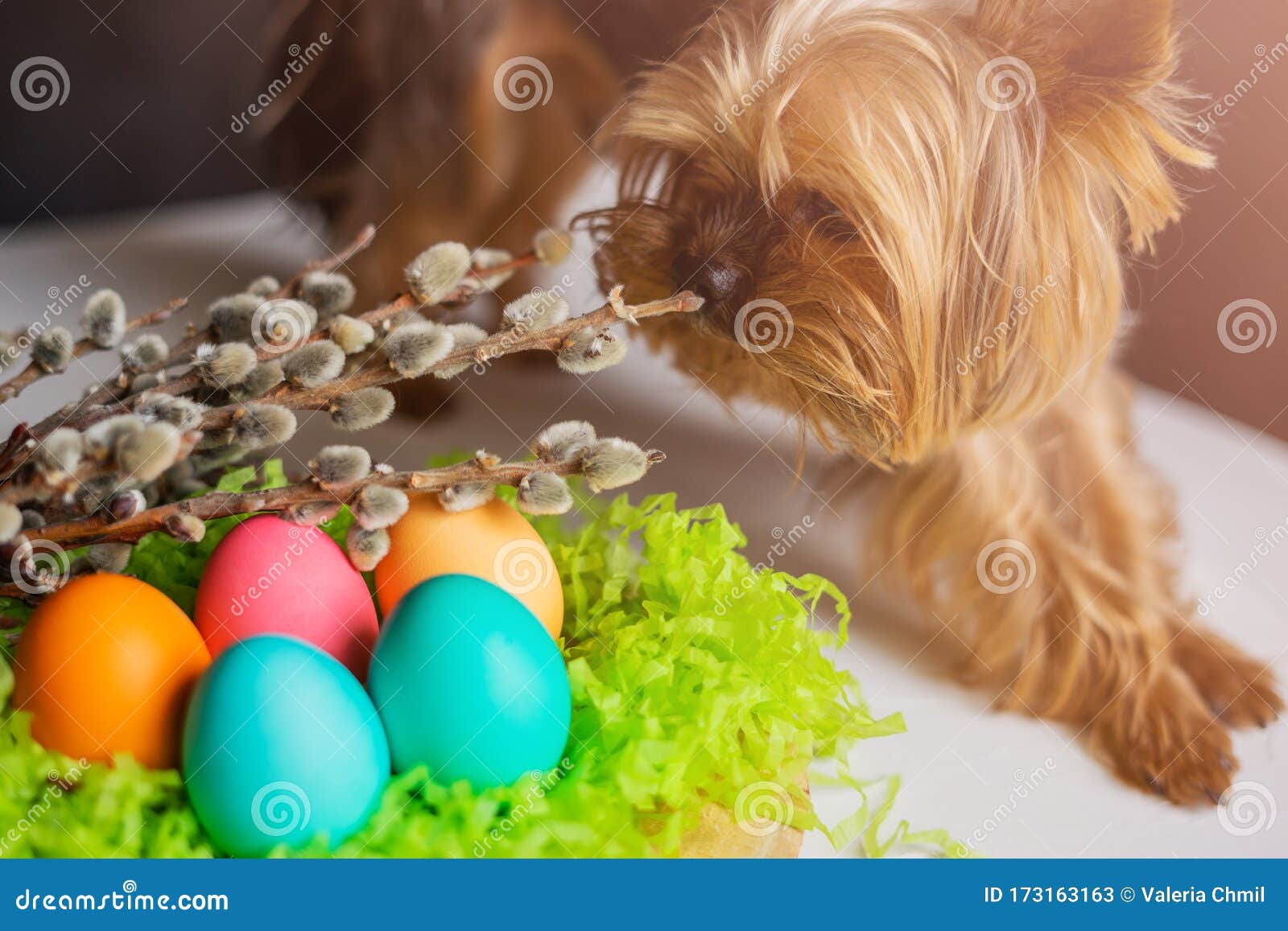 Easter Dog Yorkshire Terrier with Eggs Stock Image Image of eggs