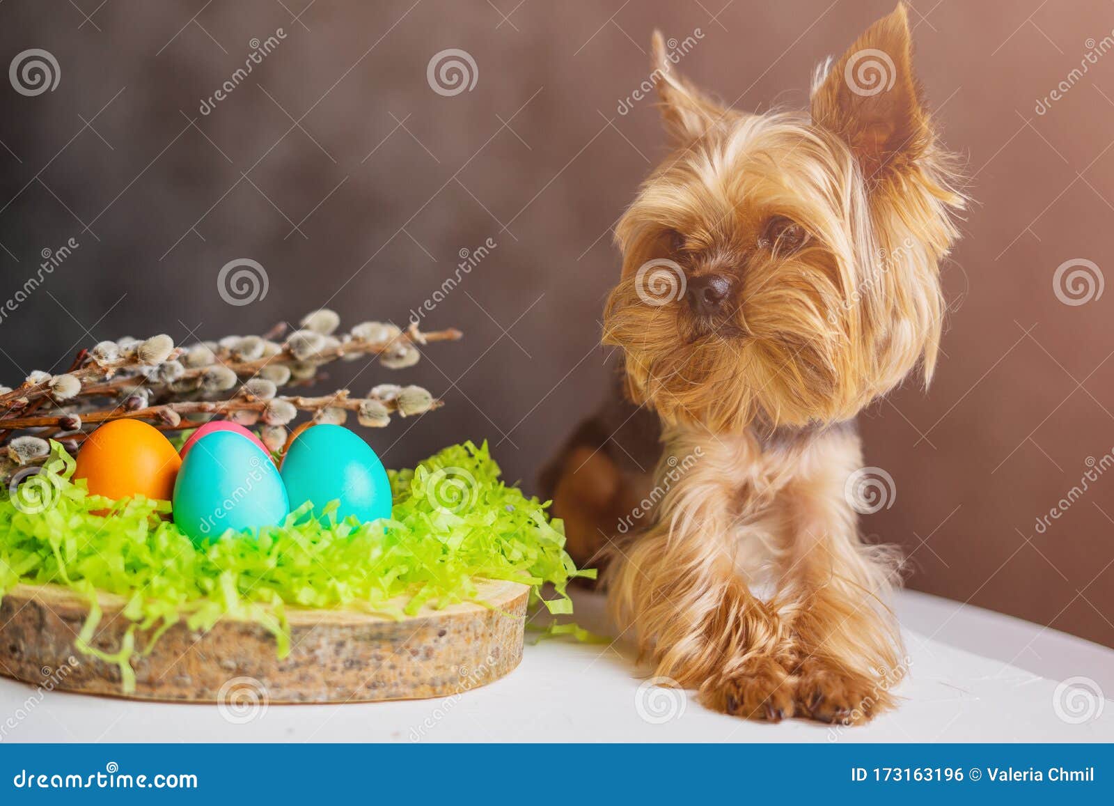 Easter Dog Yorkshire Terrier with Eggs Stock Photo Image of mammal