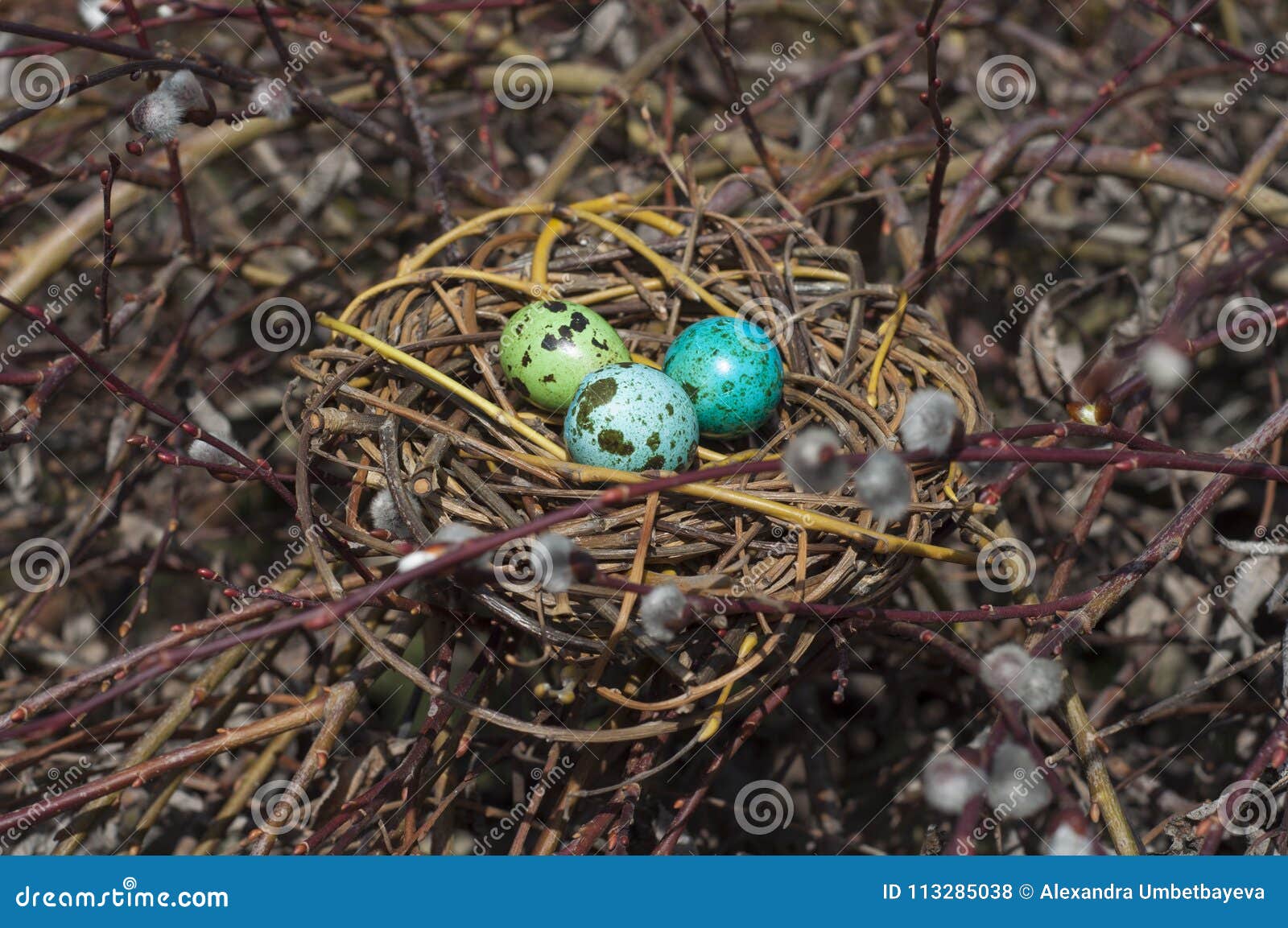Dyed Quail Eggs in a Nest on Willow Branches. Stock Photo Image of