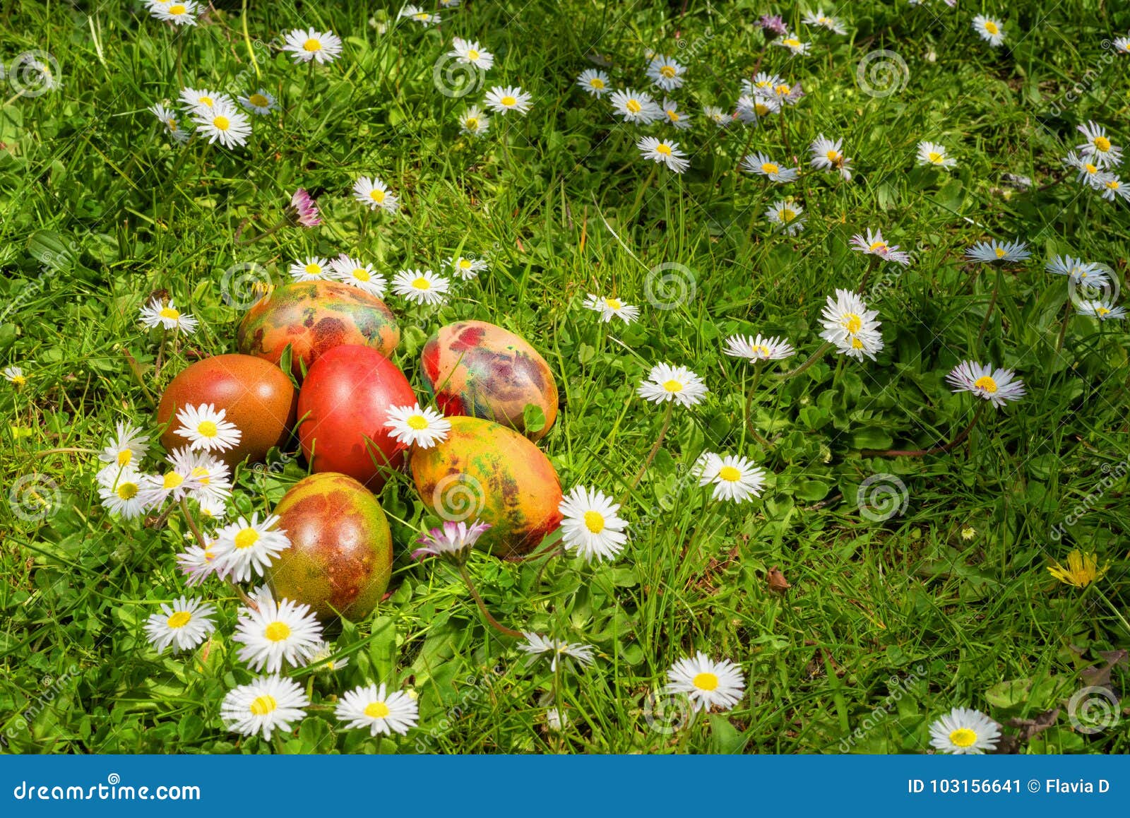 Easter Eggs on a Field of Fresh Grass and Daisies in a Sunny Spring Day. Stock Image Image of