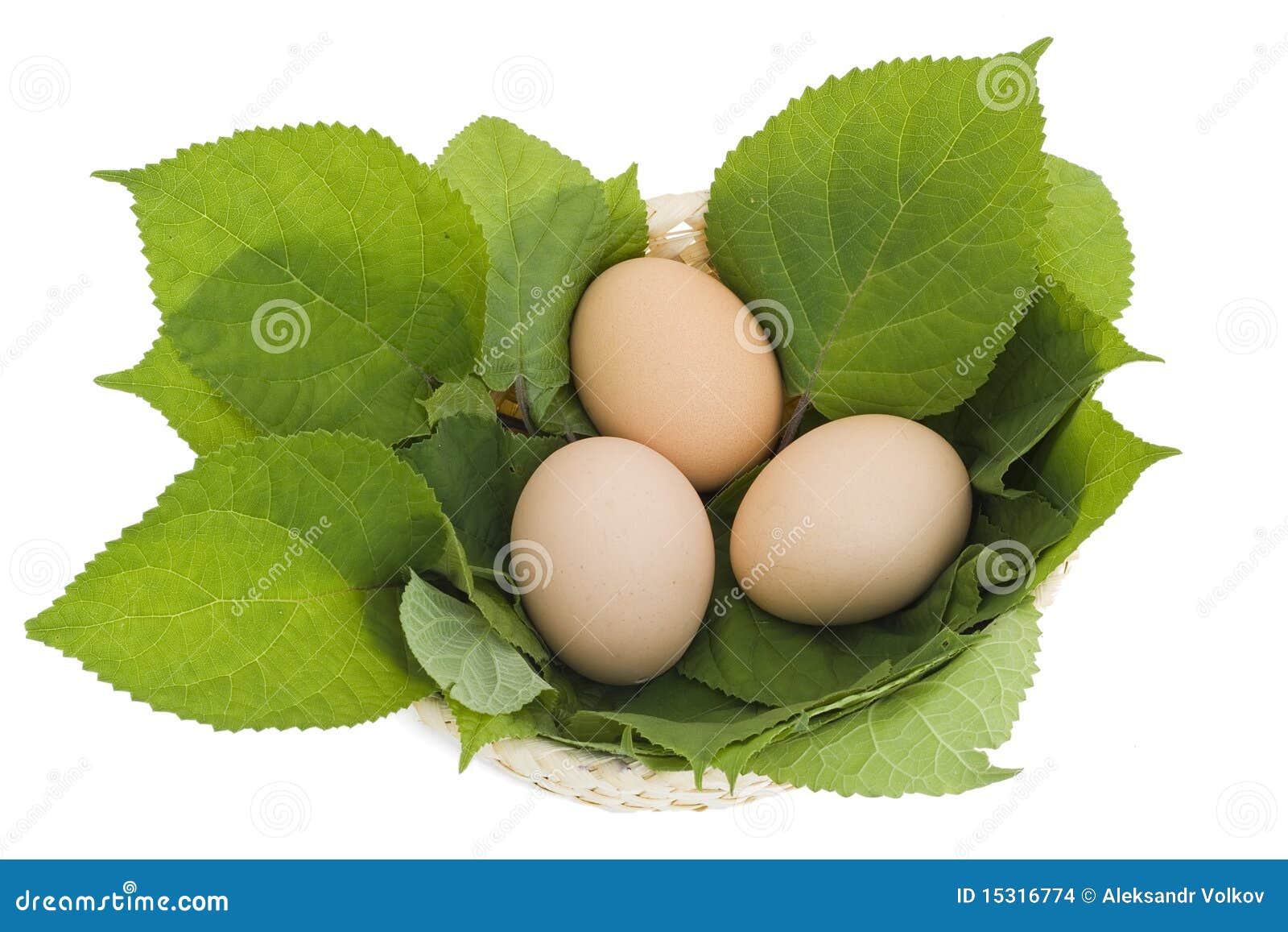 Easter Eggs in a Nest from Leaves Stock Photo Image of concepts