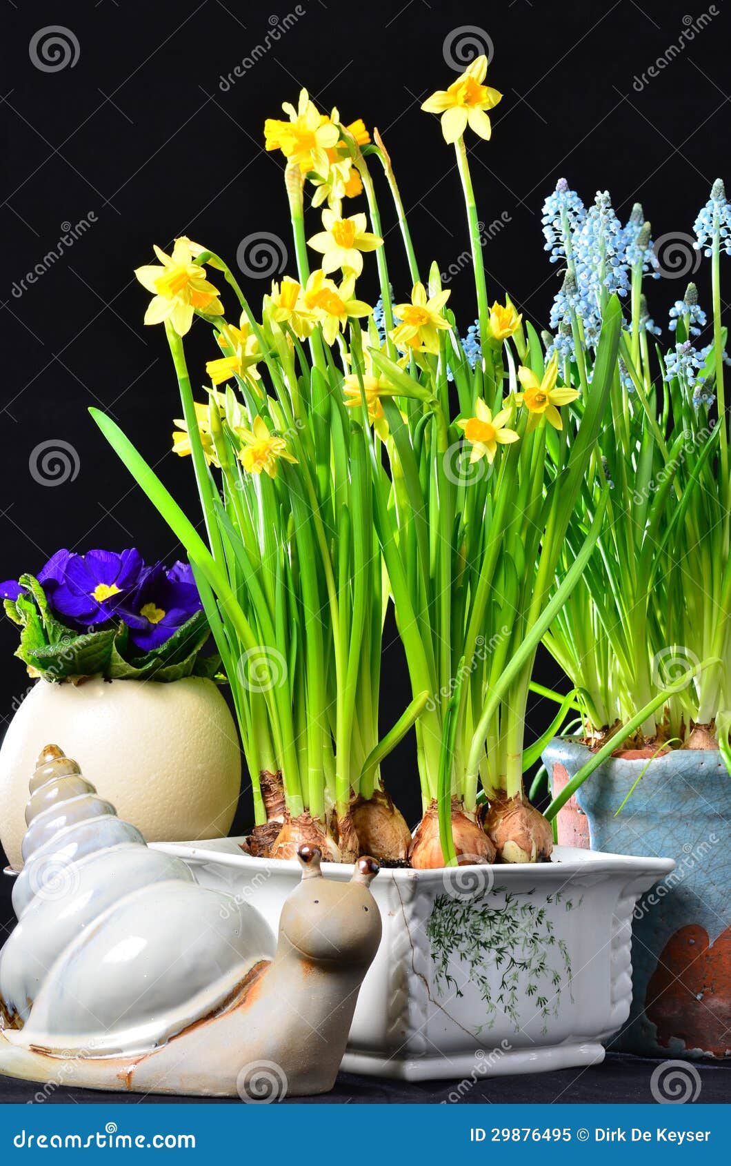 Easter Flowers Daffodils and Snail Stock Image Image of nature