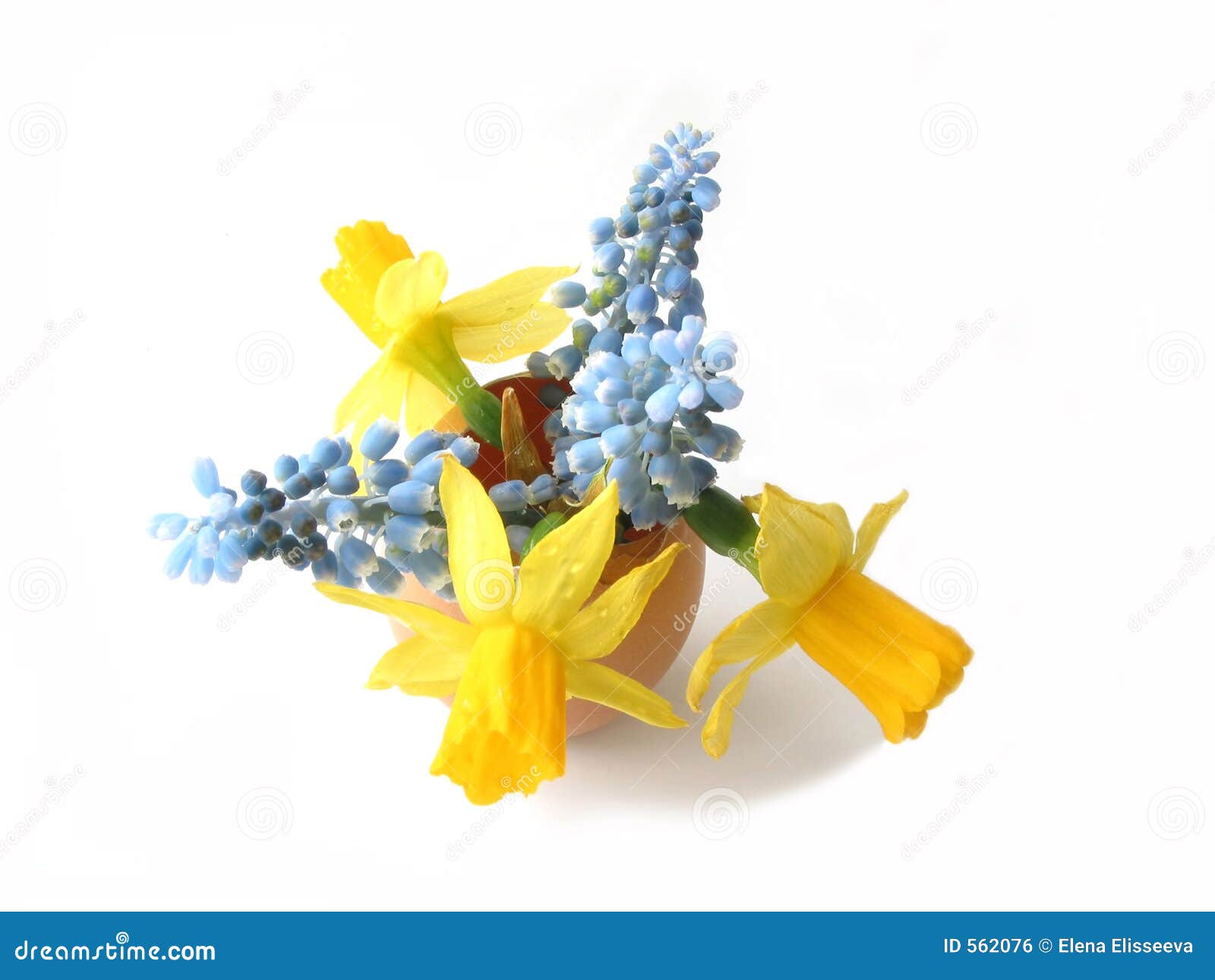 Easter Flowers in Egg Shell Stock Photo Image of view, spring 562076
