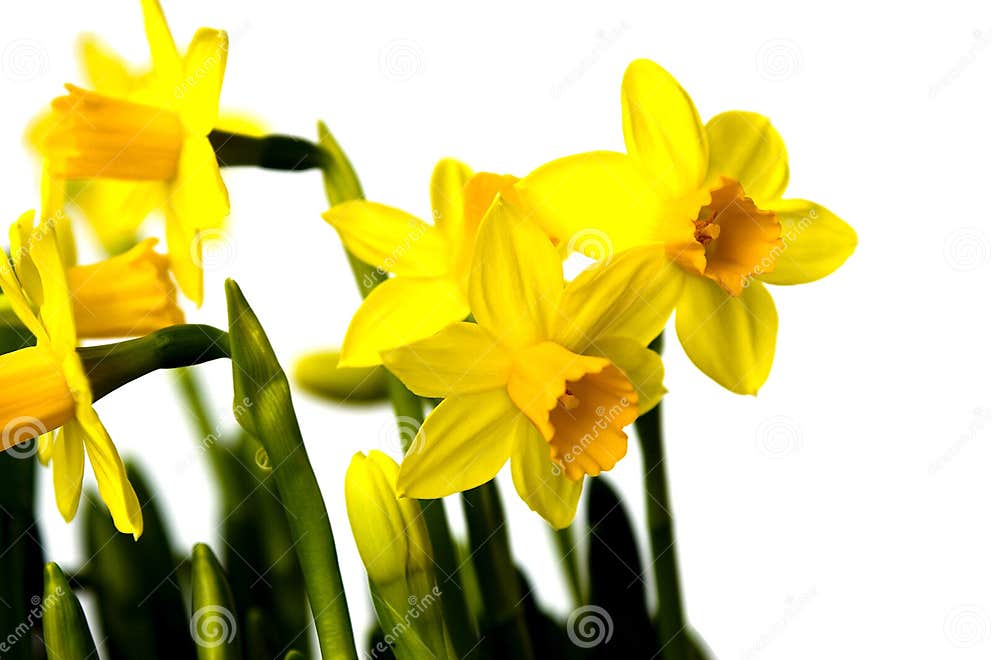 Easter Flowers Lily Daffodil Stock Image Image of lily, blossom 2002517