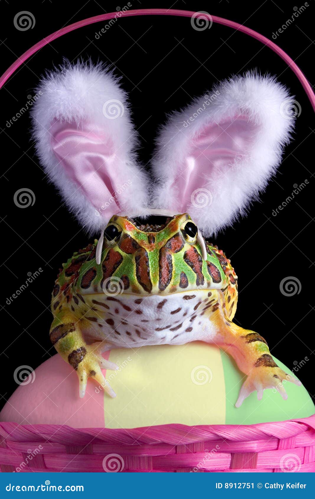 388 Easter Frog Stock Photos - Free & Royalty-Free Stock Photos from  Dreamstime