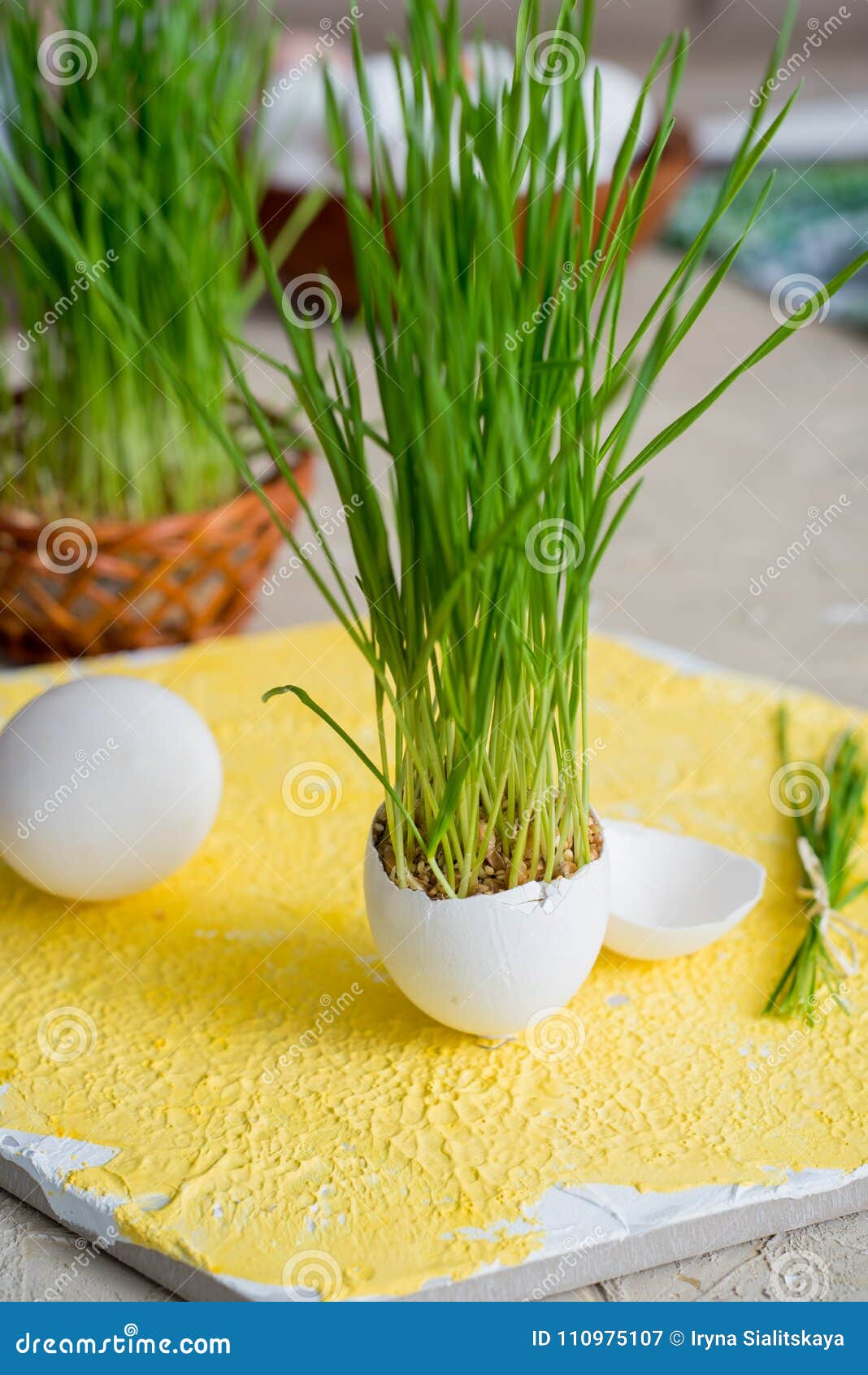 Easter Grass Growing in Egg Shell, Shallow Focus, Yellow Background