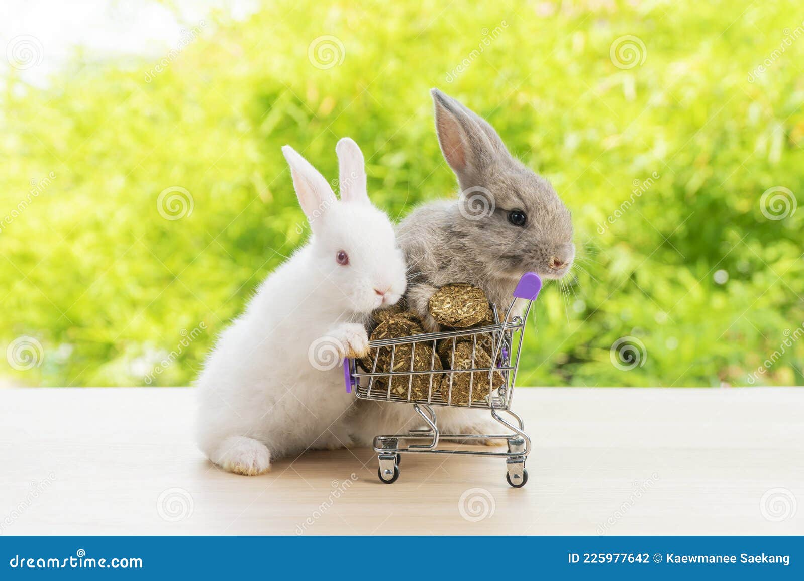 Easter Holiday Bunny Animal and Shop Online  Adorable Baby  Rabbit White, Black Pushing Together Purple Shopping Basket Stock Photo -  Image of cart, legs: 225977642