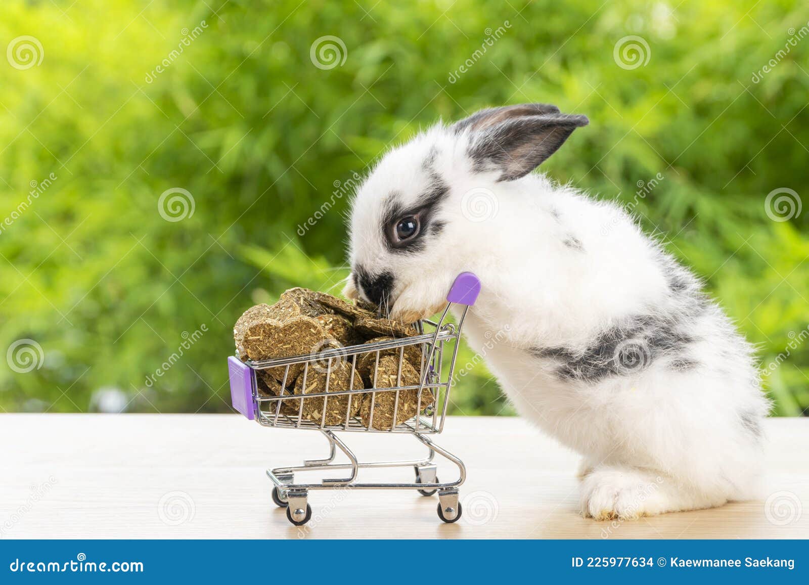 Easter Holiday Bunny Animal and Shopping Online Concept. Adorable Baby Rabbit Black, White Eating Cookie Carrot in Red Shopping Stock Photo - Image of nature, funny: 225977634 Easter Holiday Bunny Animal and Shopping Online Concept. Adorable Baby Rabbit Black, White Eating Cookie Carrot in Red Shopping Stock Photo - Image of nature, funny: 225977634