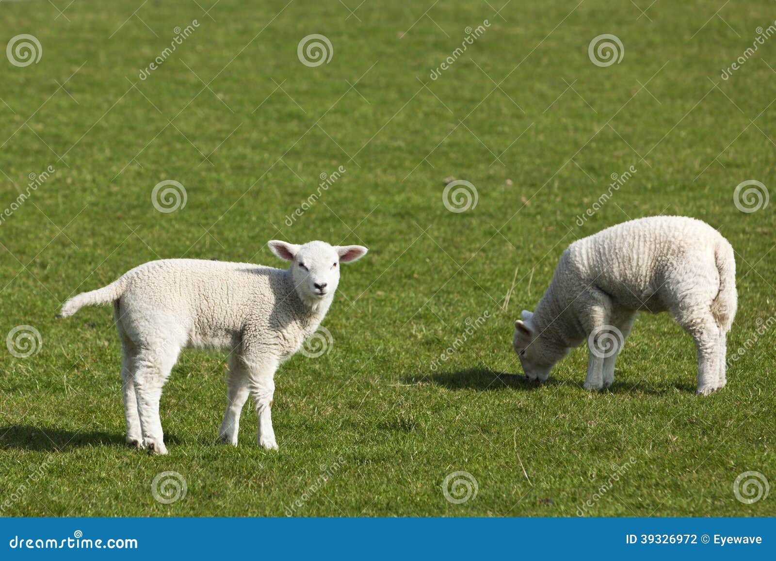 Easter lambs stock photo. Image of animals, wool, animal 39326972