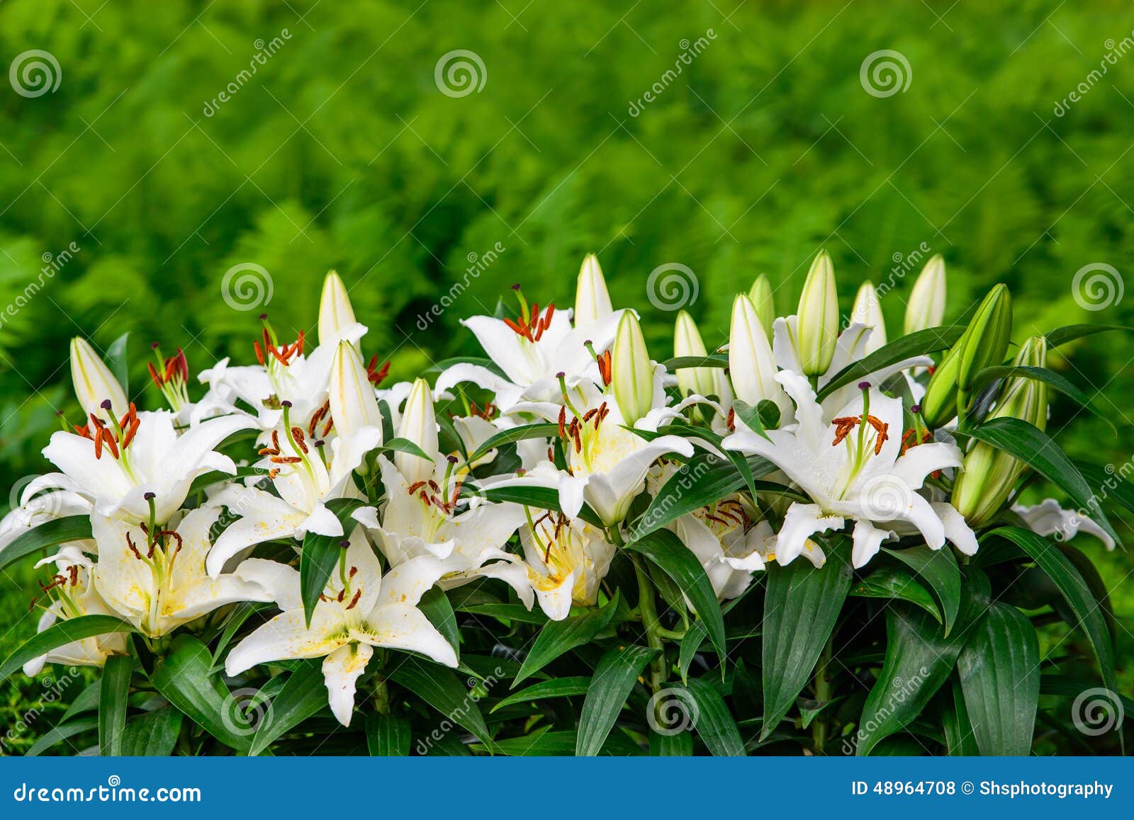 easter lilies and ferns in a lush green garden