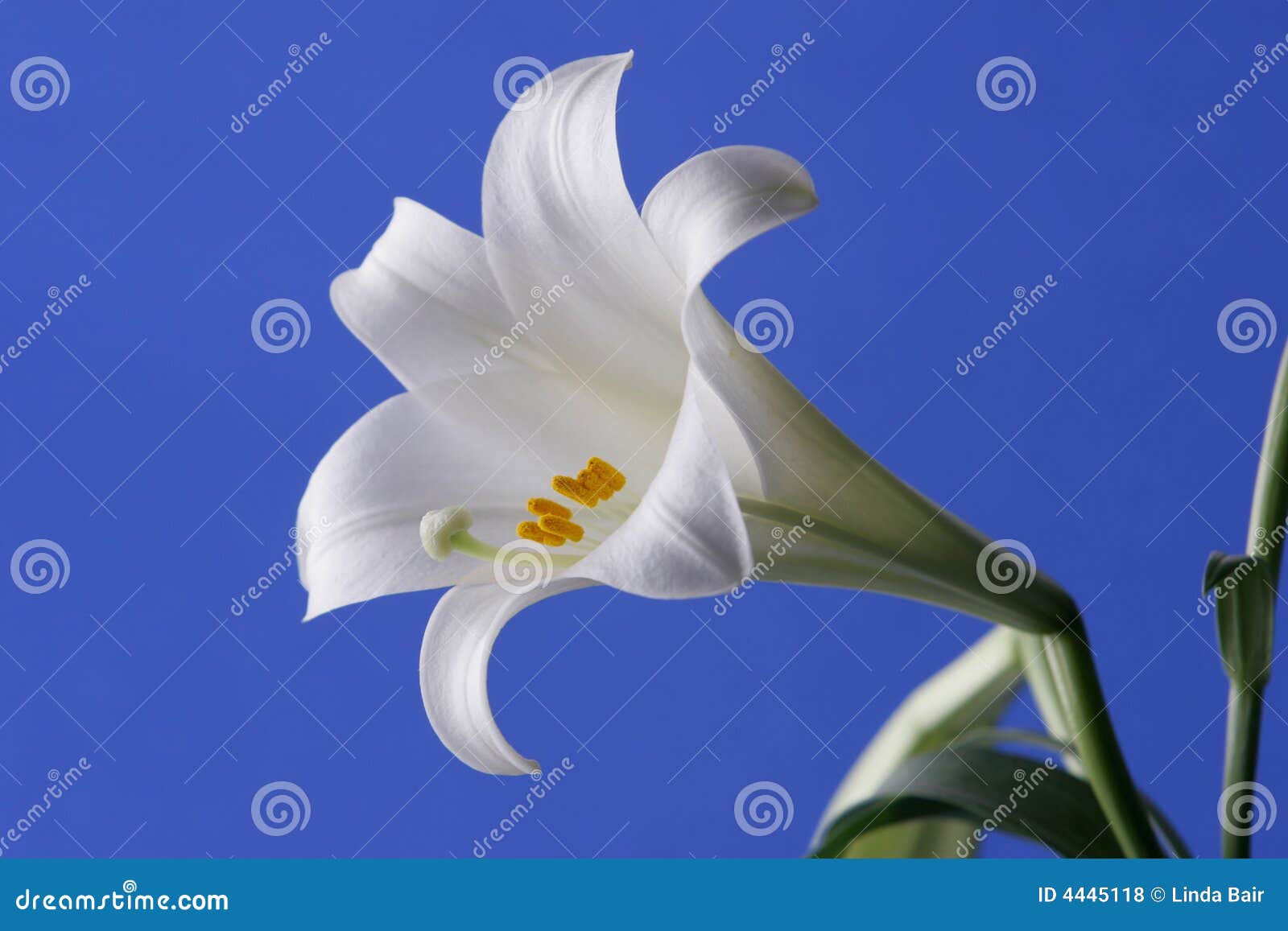 Easter Lily stock photo. Image of holy, holidays, peace 4445118