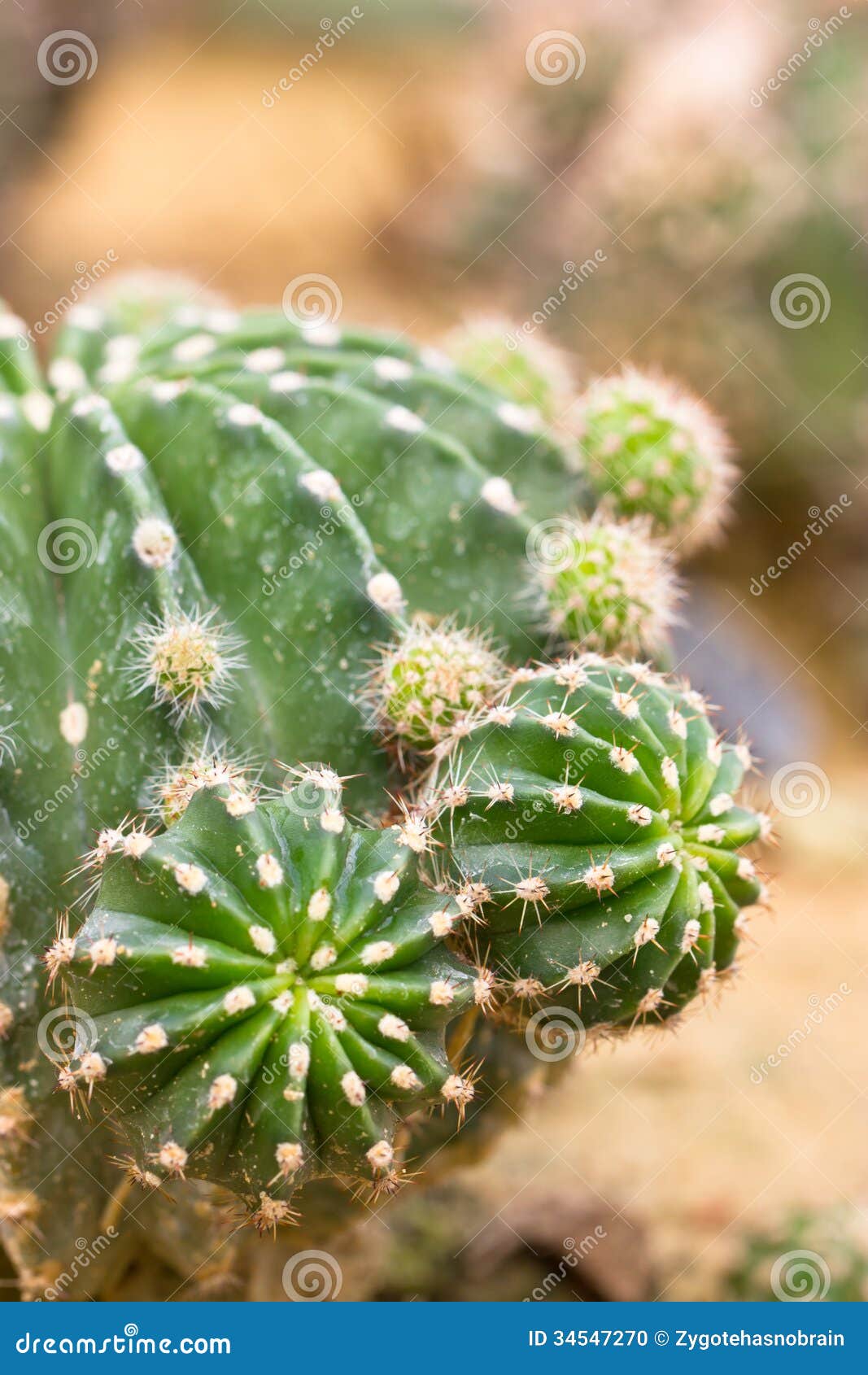 Easter Lily Cactus. stock photo. Image of agriculture 34547270
