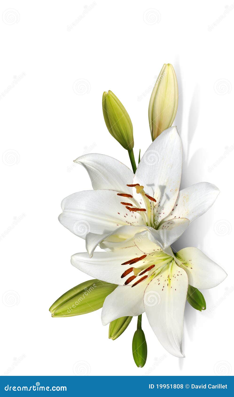 free clipart easter lilies - photo #32