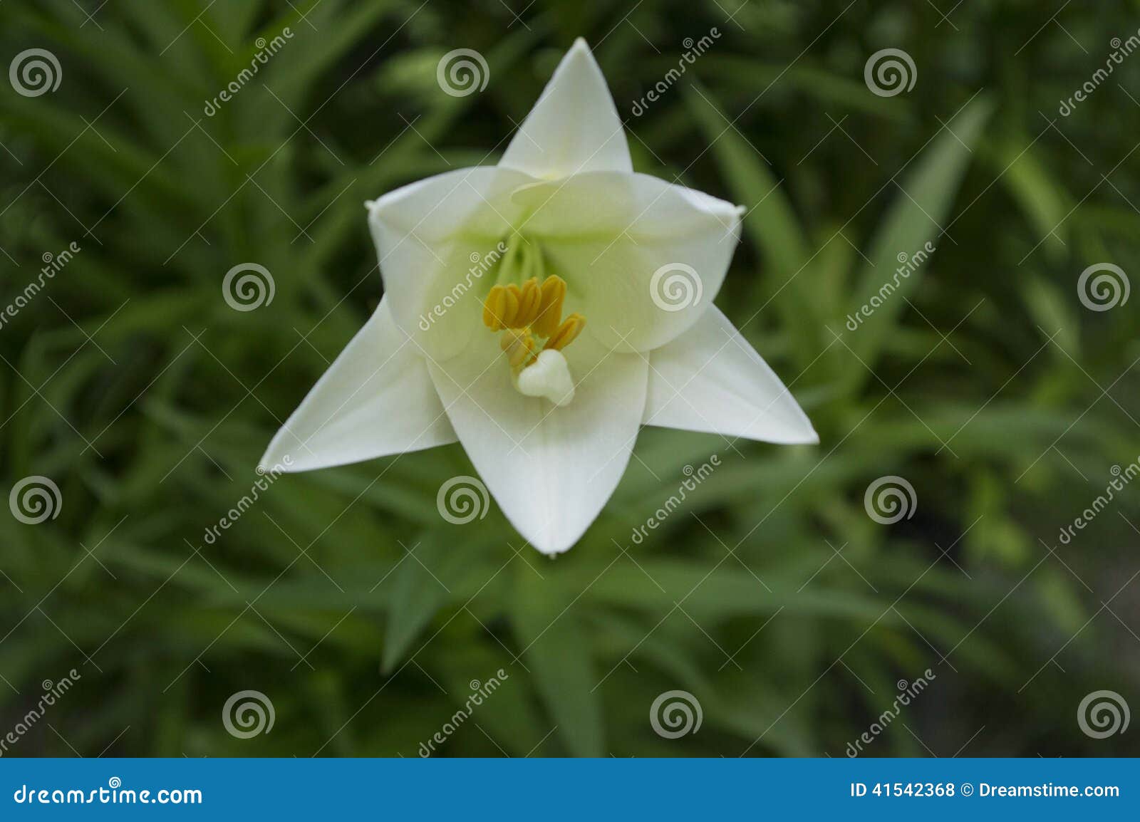 Easter Lily stock photo. Image of members, lilies, true 41542368