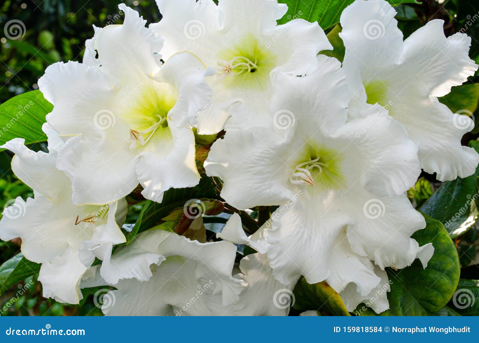Easter Lily Vine stock photo. Image of herald, field 159818584