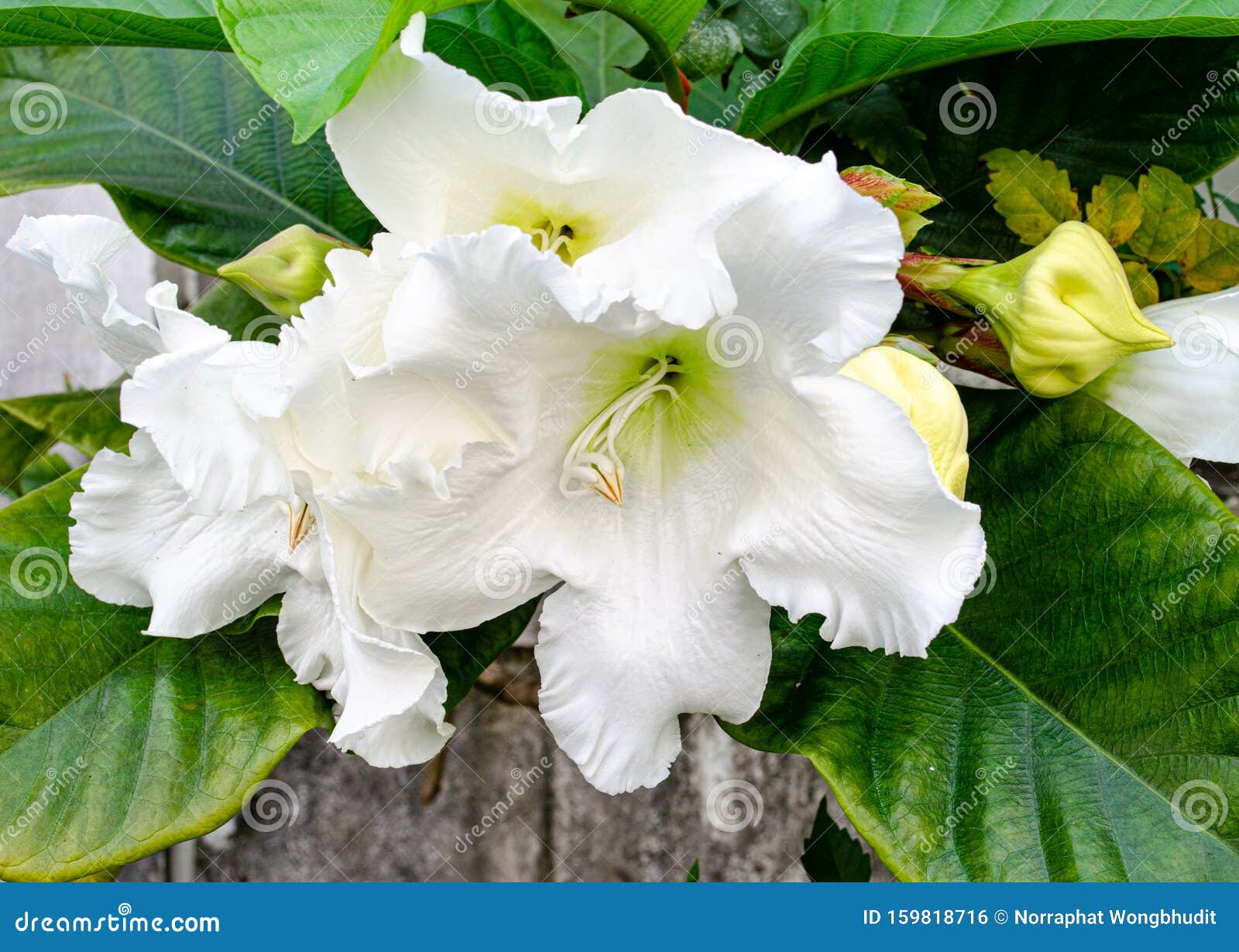 Easter Lily Vine stock photo. Image of scent, lily, blooming 159818716