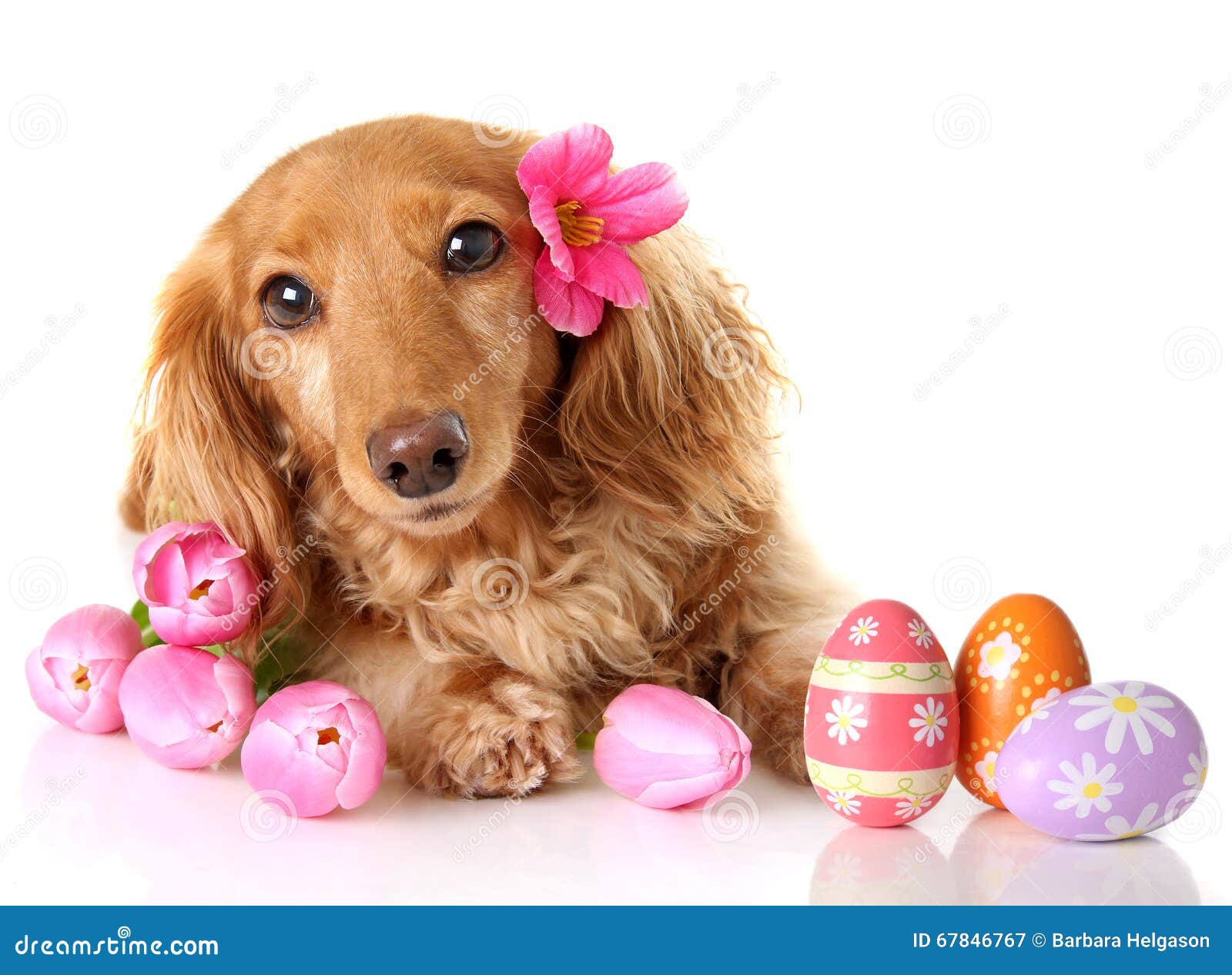 Easter puppy stock image. Image of blooming, doxie ...