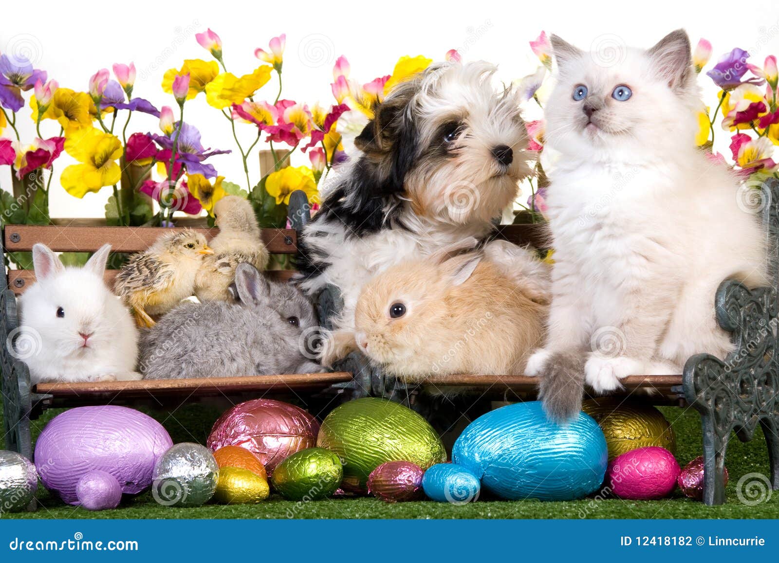 Easter Puppy Kitten Bunnies And Chicks Stock Photo Image